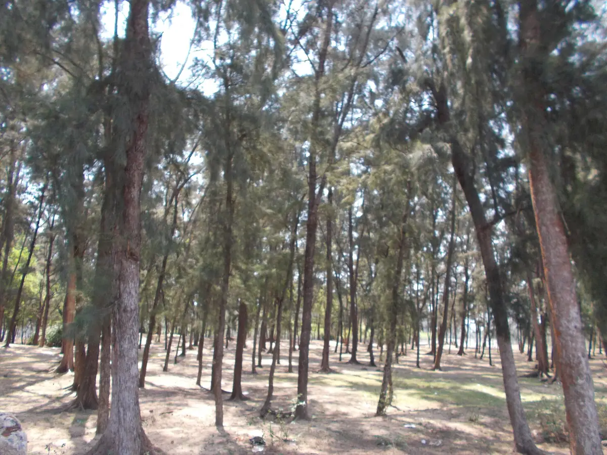 Tajpur, Mandarmani