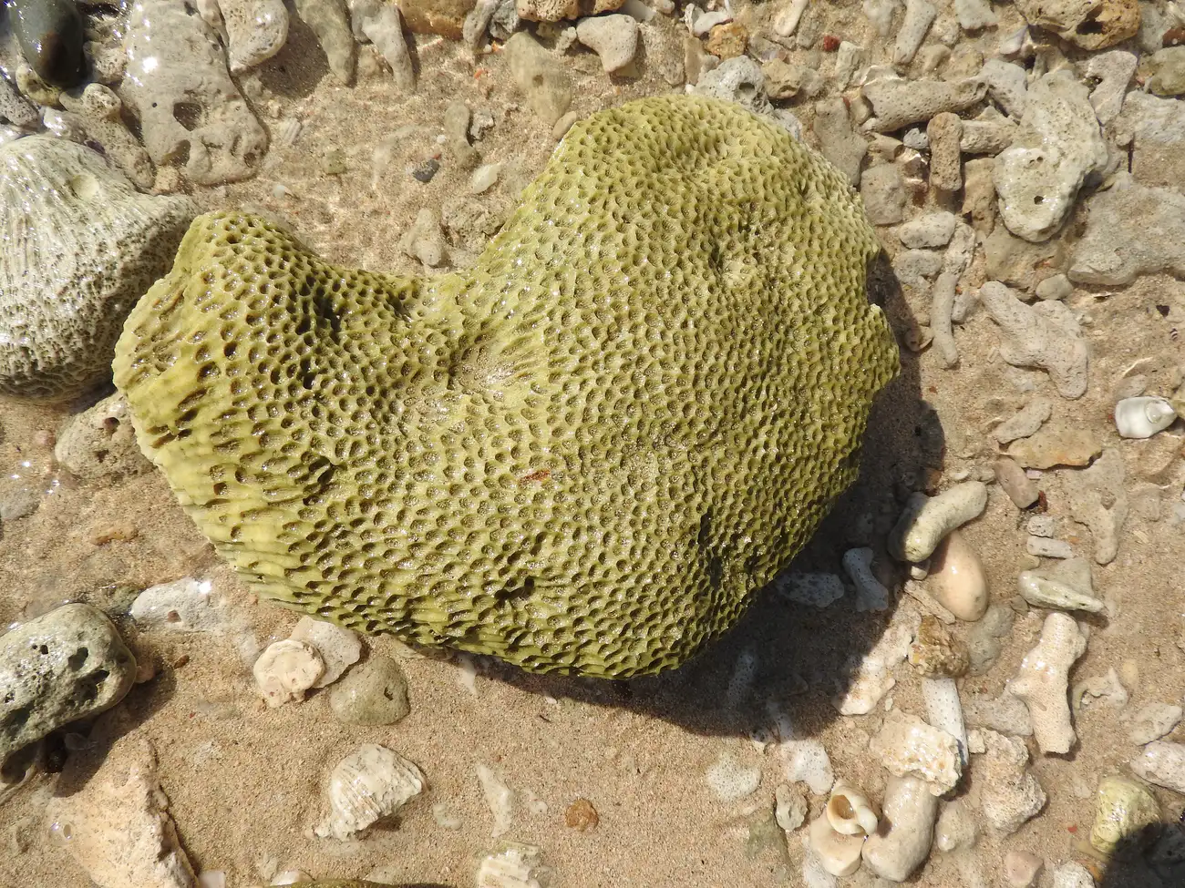 Coral reef in shallow water at North Bay Island, Andaman