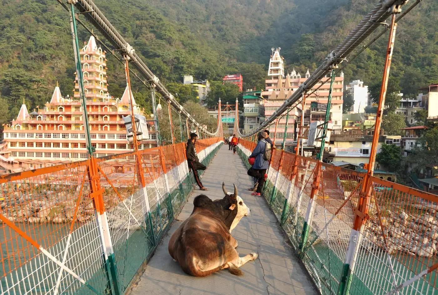 Laxman Jhula suspension bridge over the Ganga in Rishikesh, with temple towers and a resting cow on the walkway