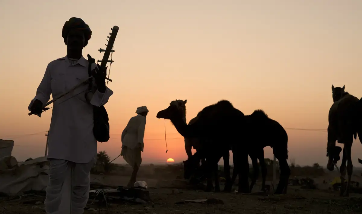 A musician and camels at sunset at the Pushkar Fair, Rajasthan