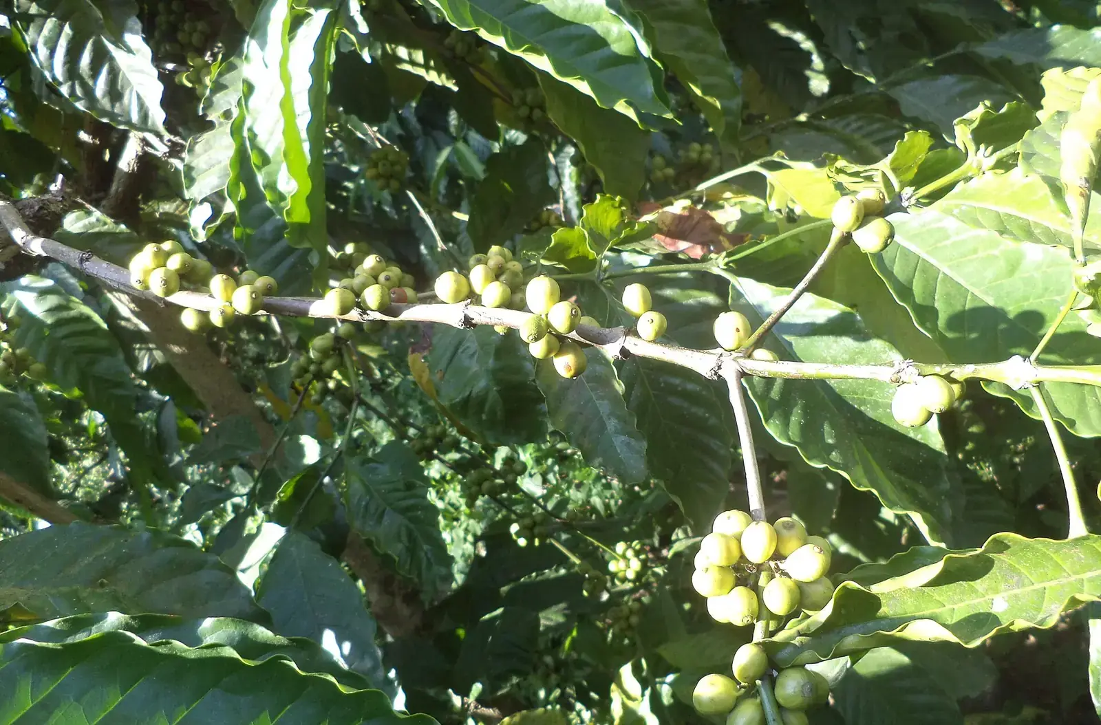 Coffee cherries ripening on a plant in Coorg