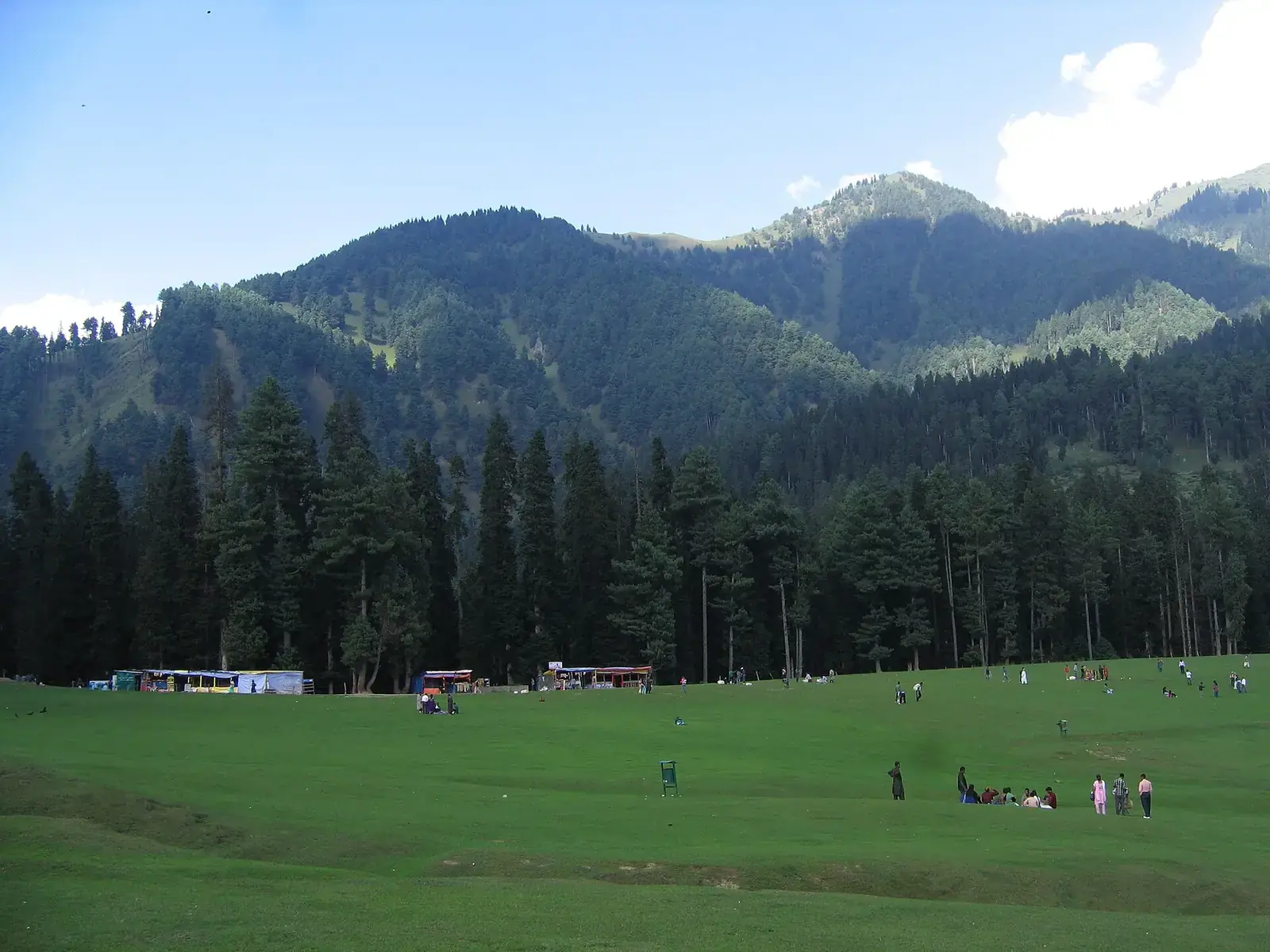 Meadow and pine forest at Pahalgam, Kashmir
