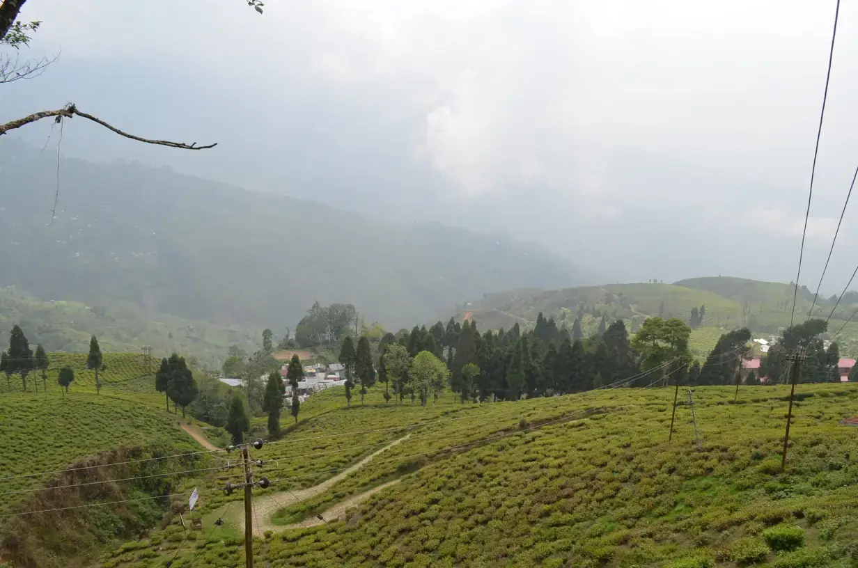 Happy Valley Tea Estate below Darjeeling