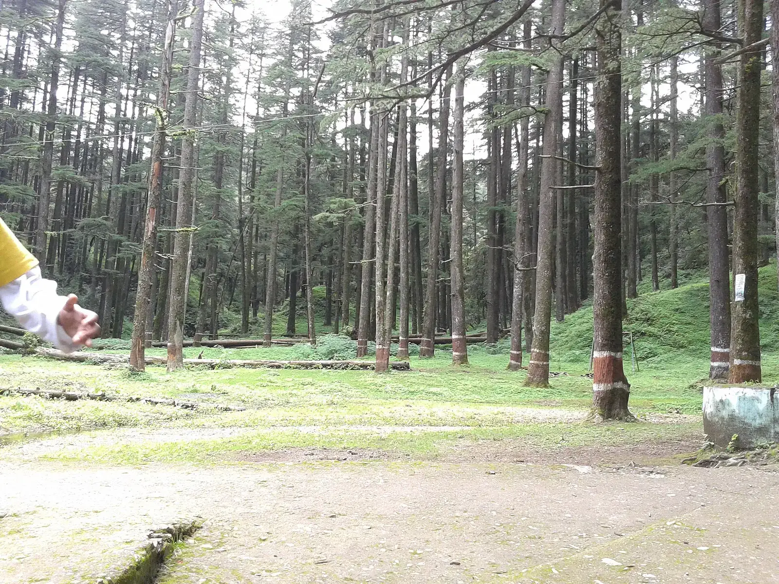 Pine forest at Lansdowne, Uttarakhand