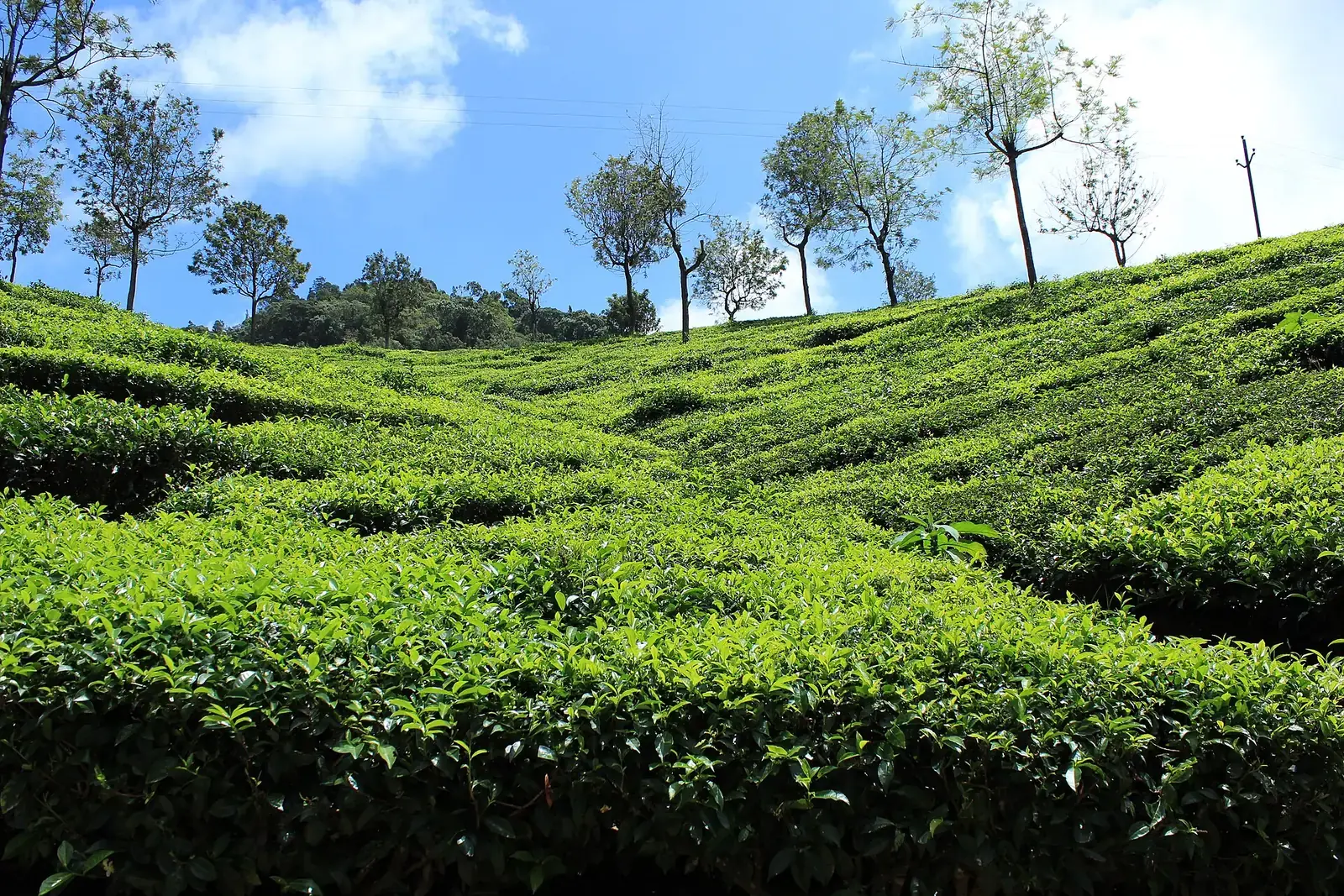 Tea plantations at Coonoor in the Nilgiris