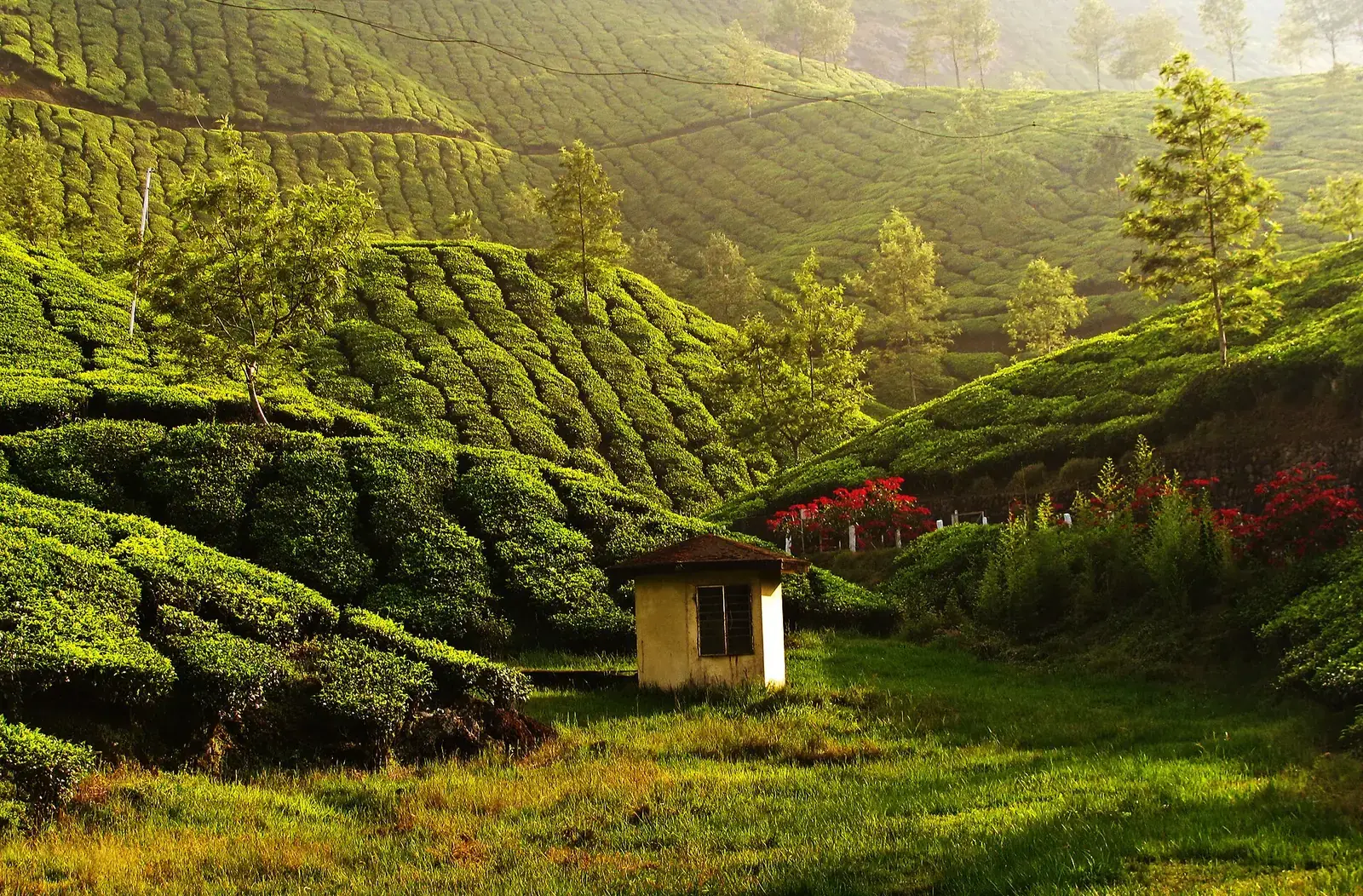 Tea estates in the hills around Munnar, Kerala