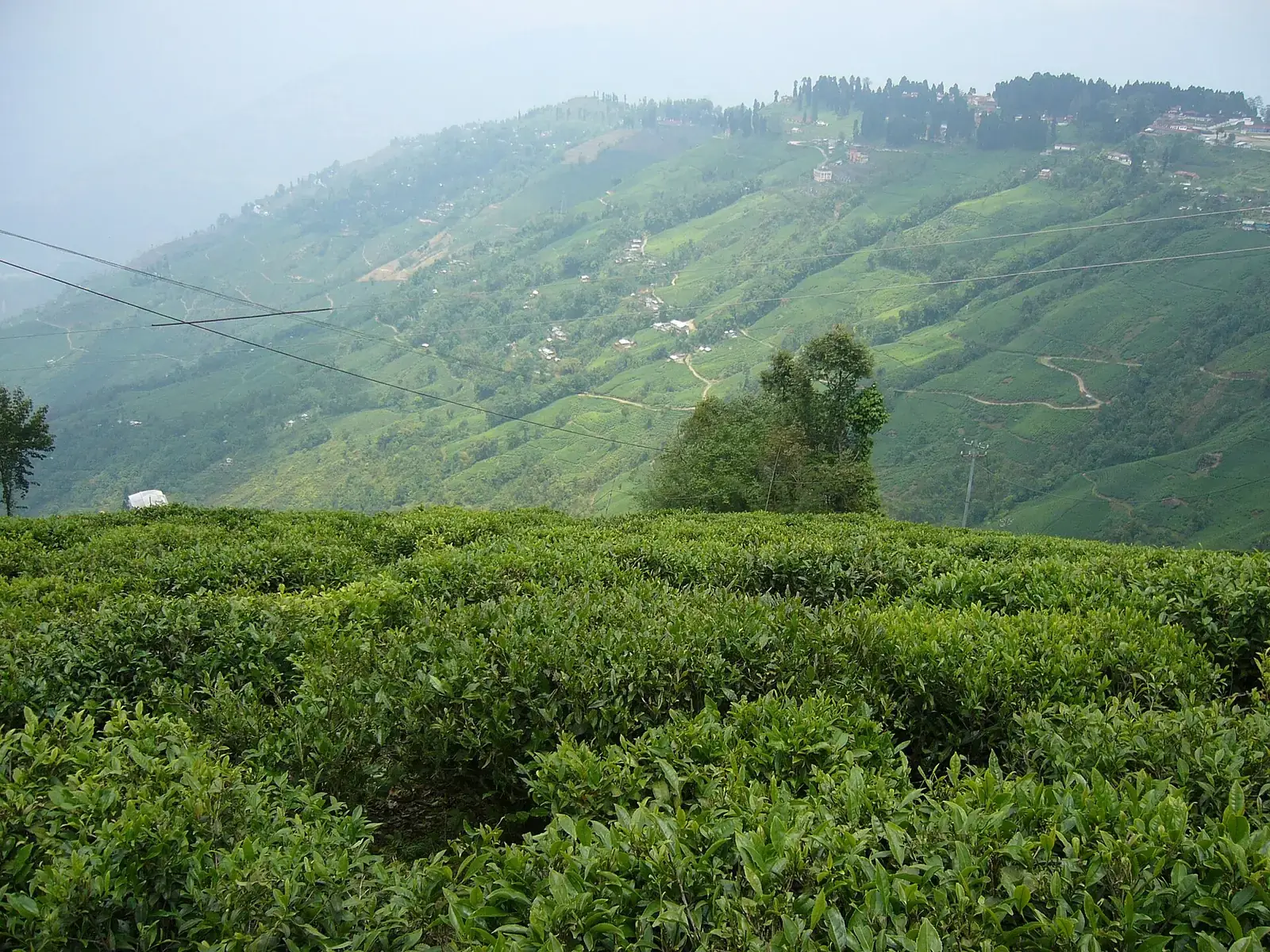 A tea garden on the hills of Darjeeling