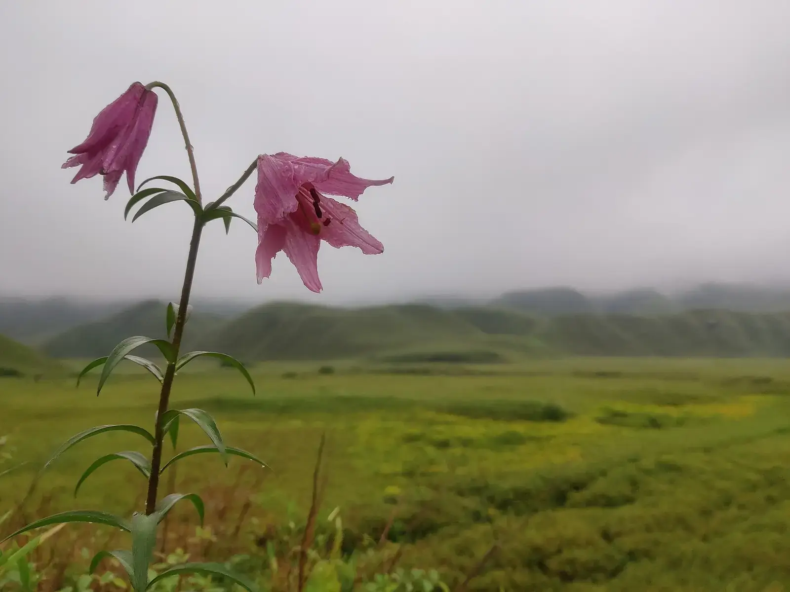 A Dzukou lily in flower in the Dzukou valley on the Nagaland–Manipur border