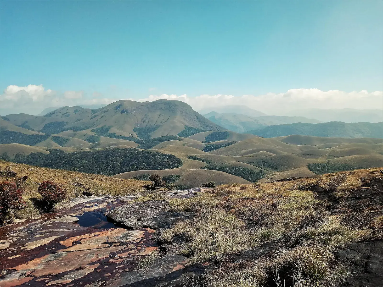 Shola grassland and forest patches on a Western Ghats ridge