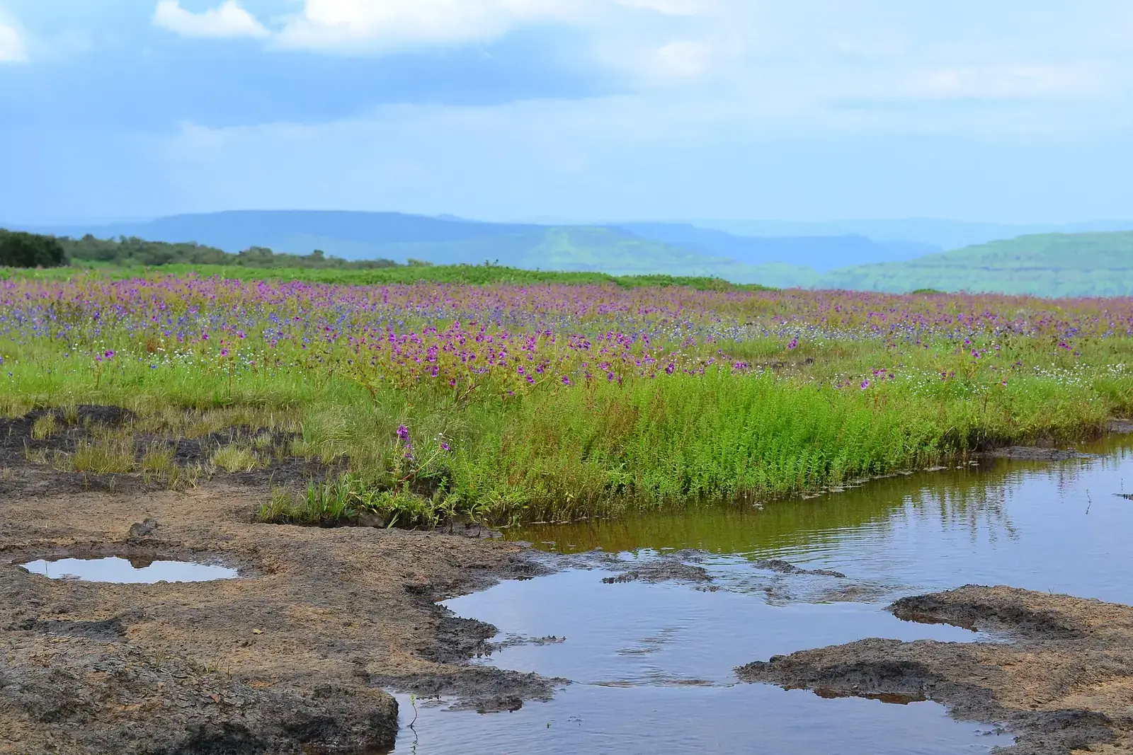 Wildflowers on the Kaas plateau in the Sahyadri hills, Maharashtra