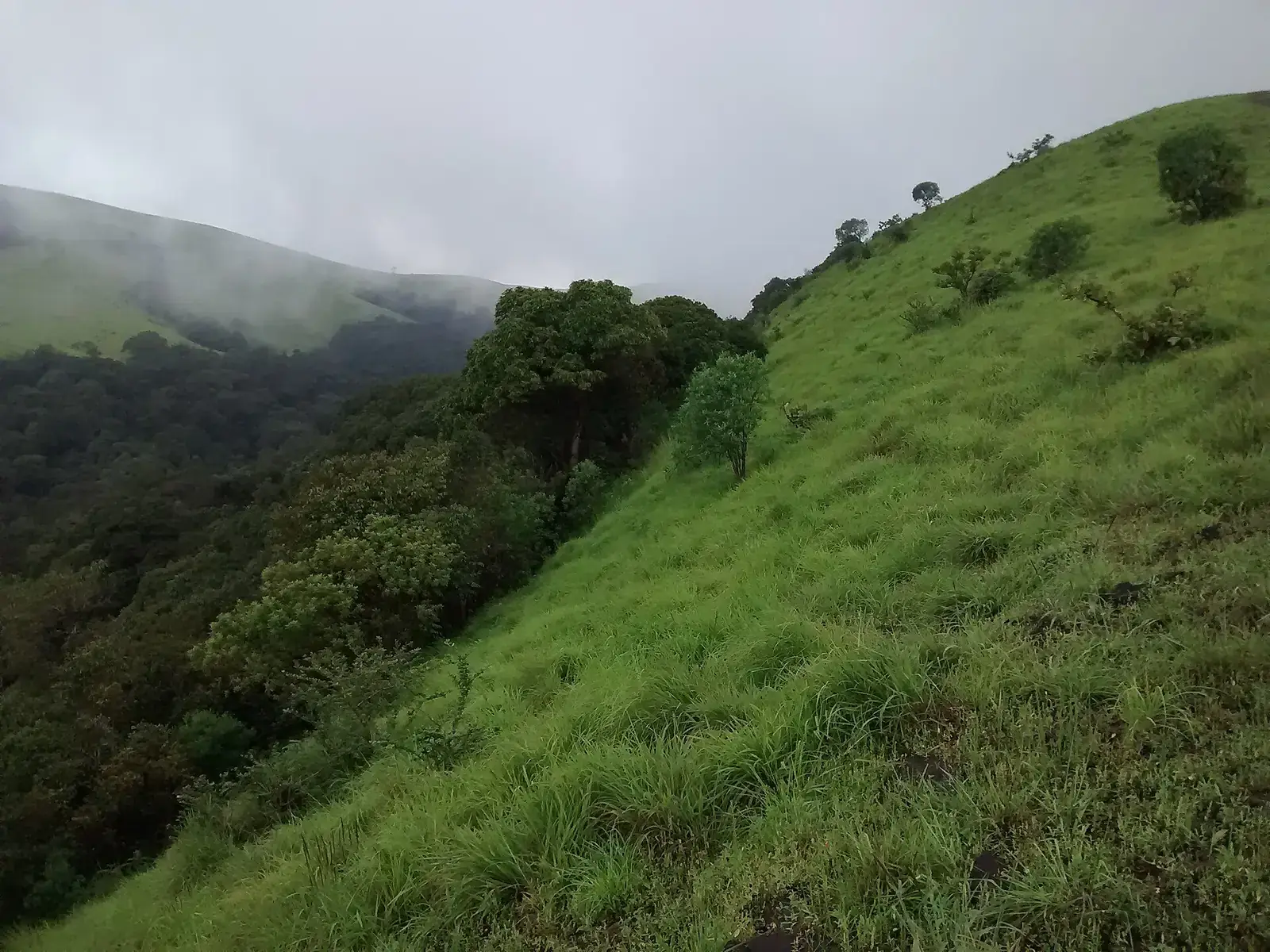 Grassy slopes of the Kodachadri hills in the Western Ghats, Karnataka