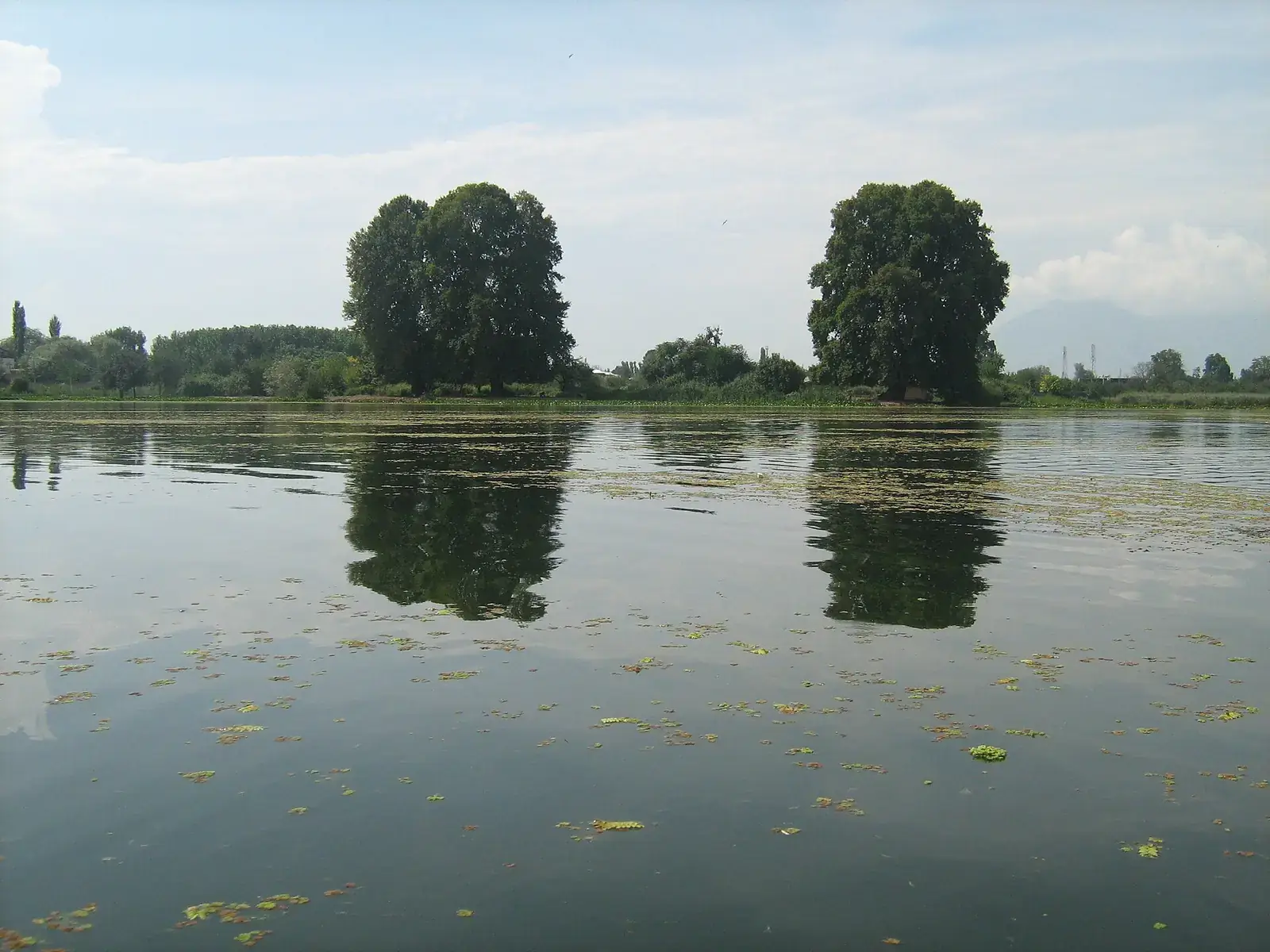Chinar trees reflected in Nigeen Lake, Srinagar
