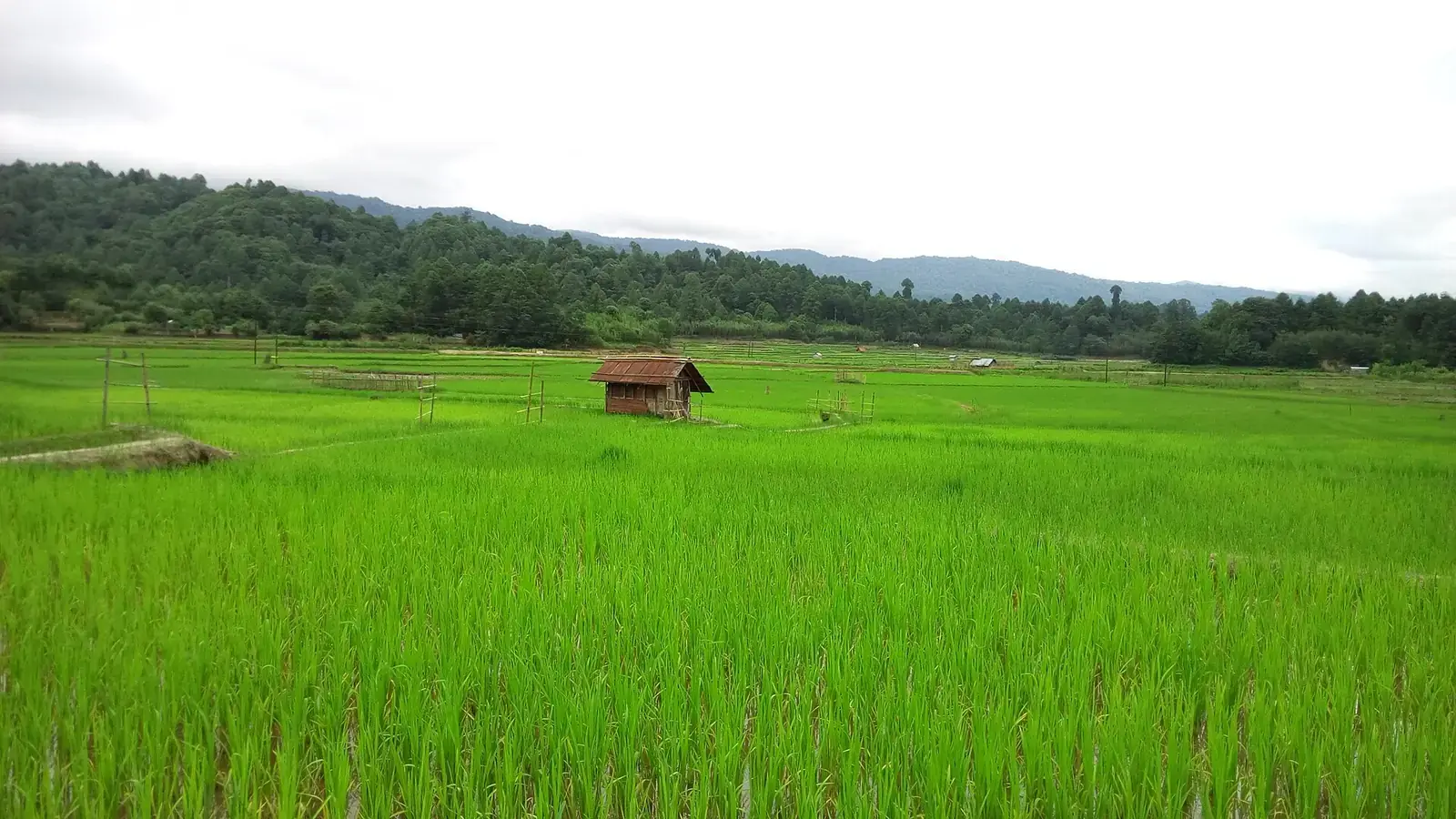 Rice fields in the Ziro valley, Arunachal Pradesh