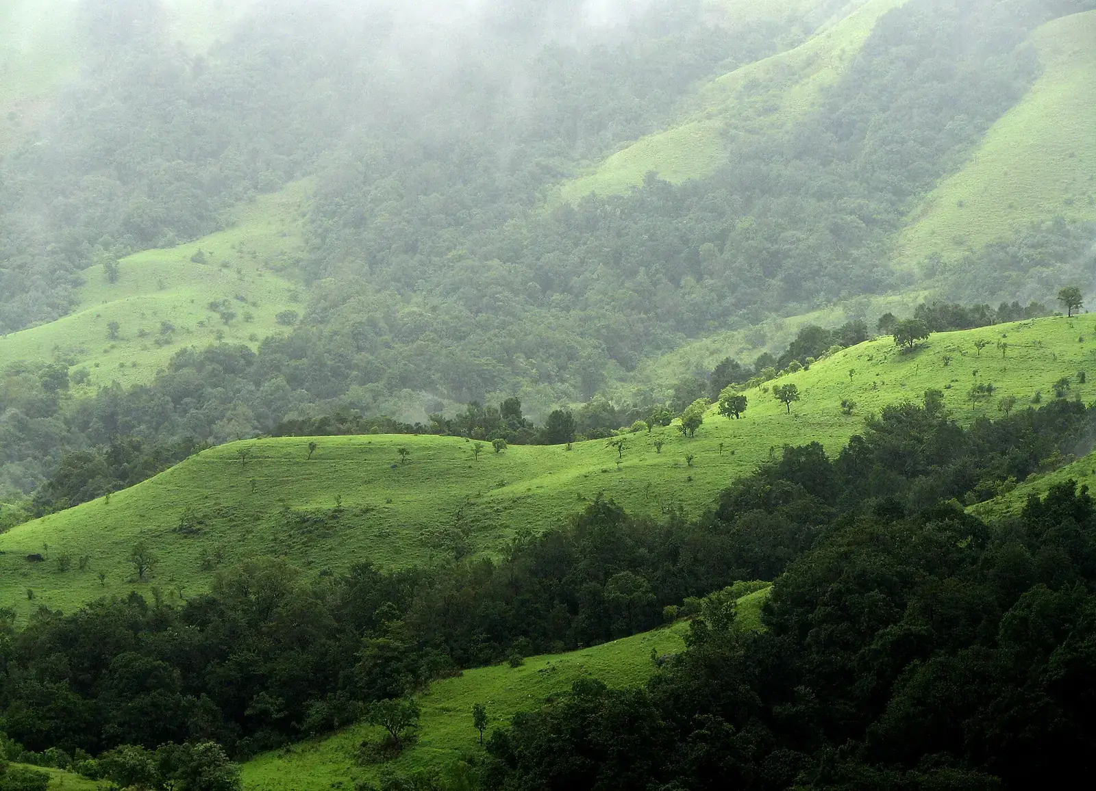 Shola grasslands and forest in Kudremukh National Park, Karnataka
