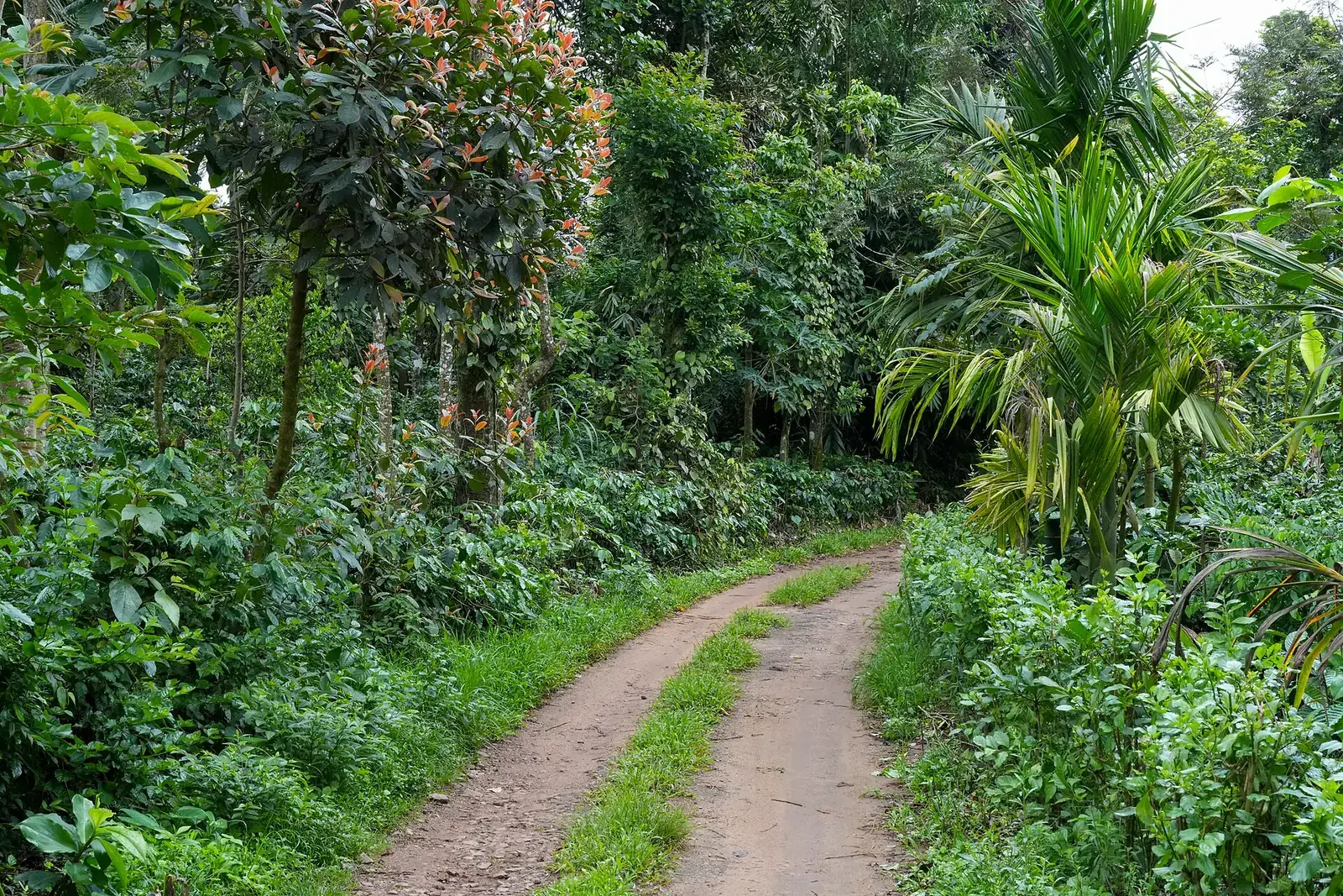 A lane through a coffee estate in Coorg, Karnataka