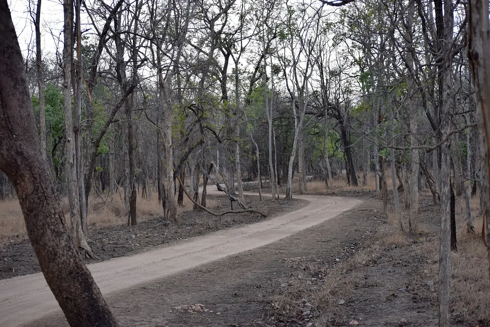 A forest road through Pench, Madhya Pradesh
