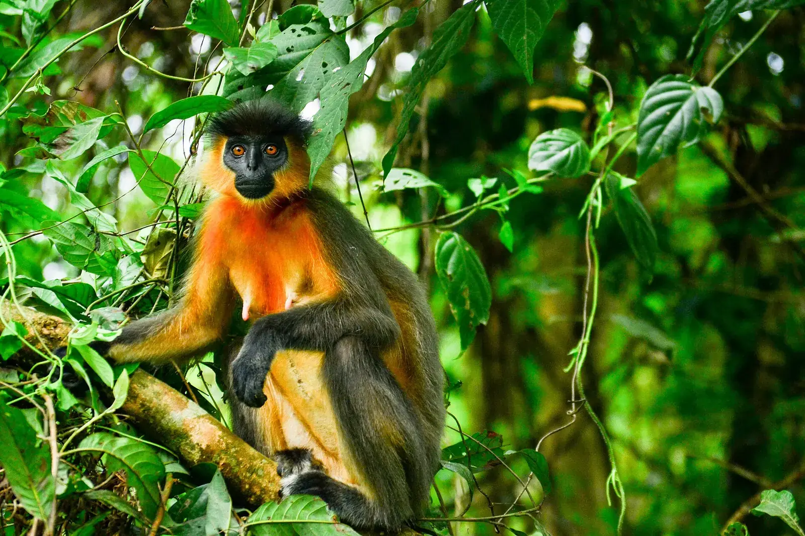 A capped langur sitting among leaves in Manas National Park, Assam