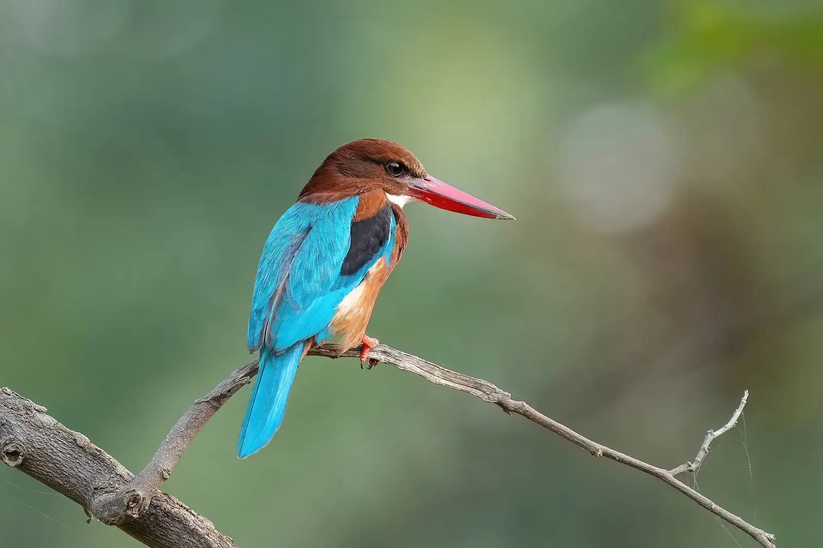 A white-throated kingfisher perched on a branch in Keoladeo National Park, Bharatpur
