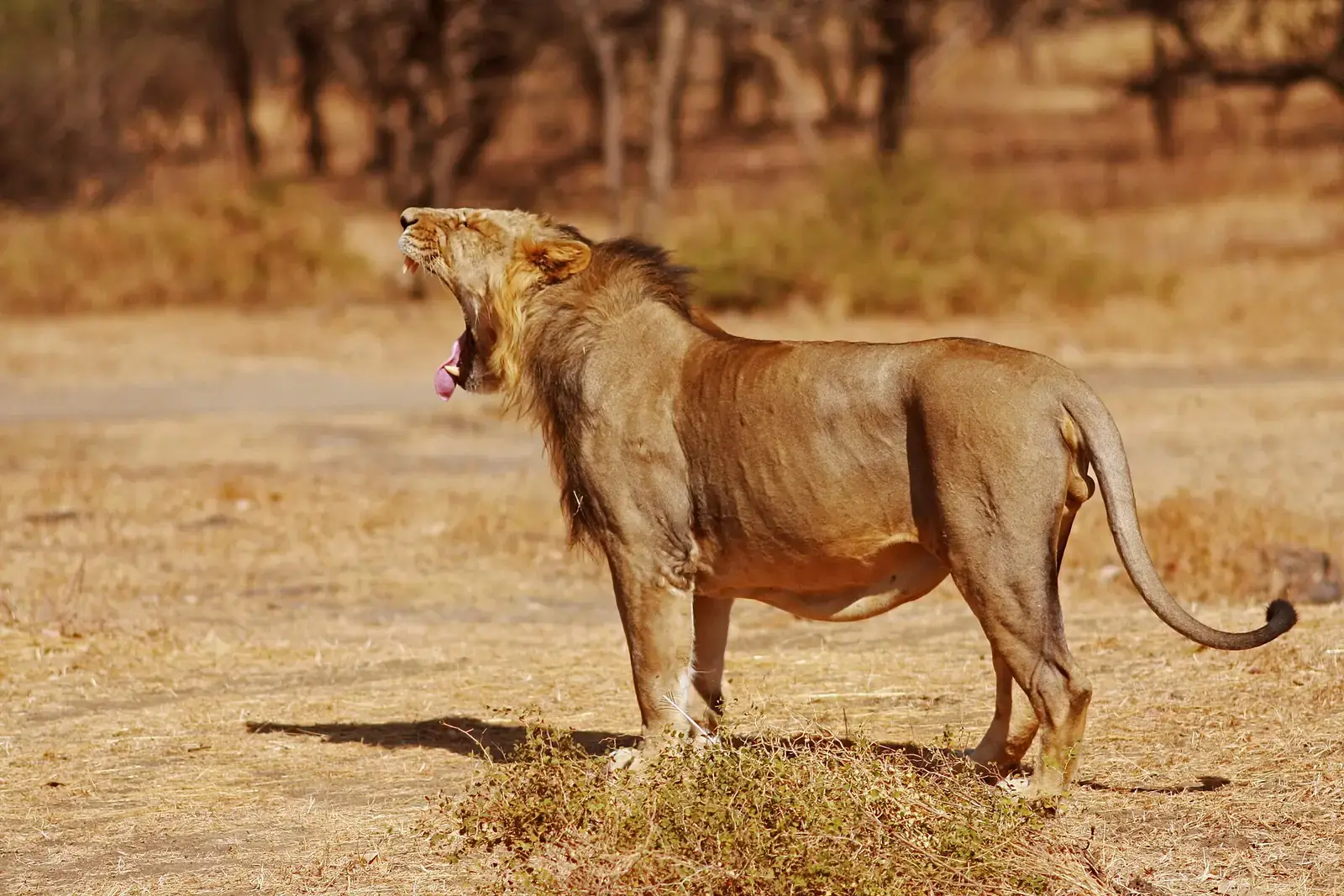 A male Asiatic lion yawning in dry grassland in Gir, Gujarat