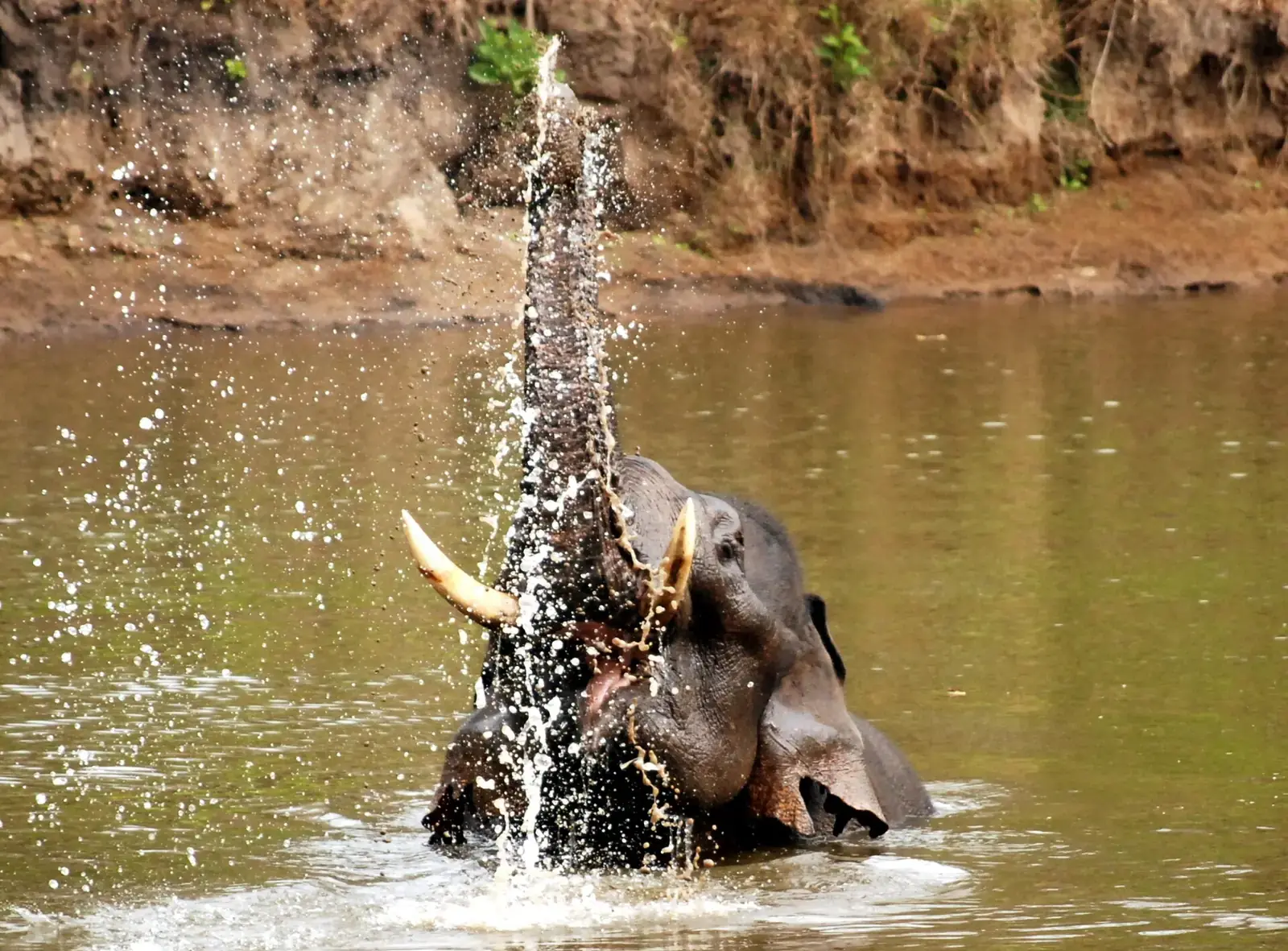 An elephant spraying water while bathing in a river in Nagarhole National Park