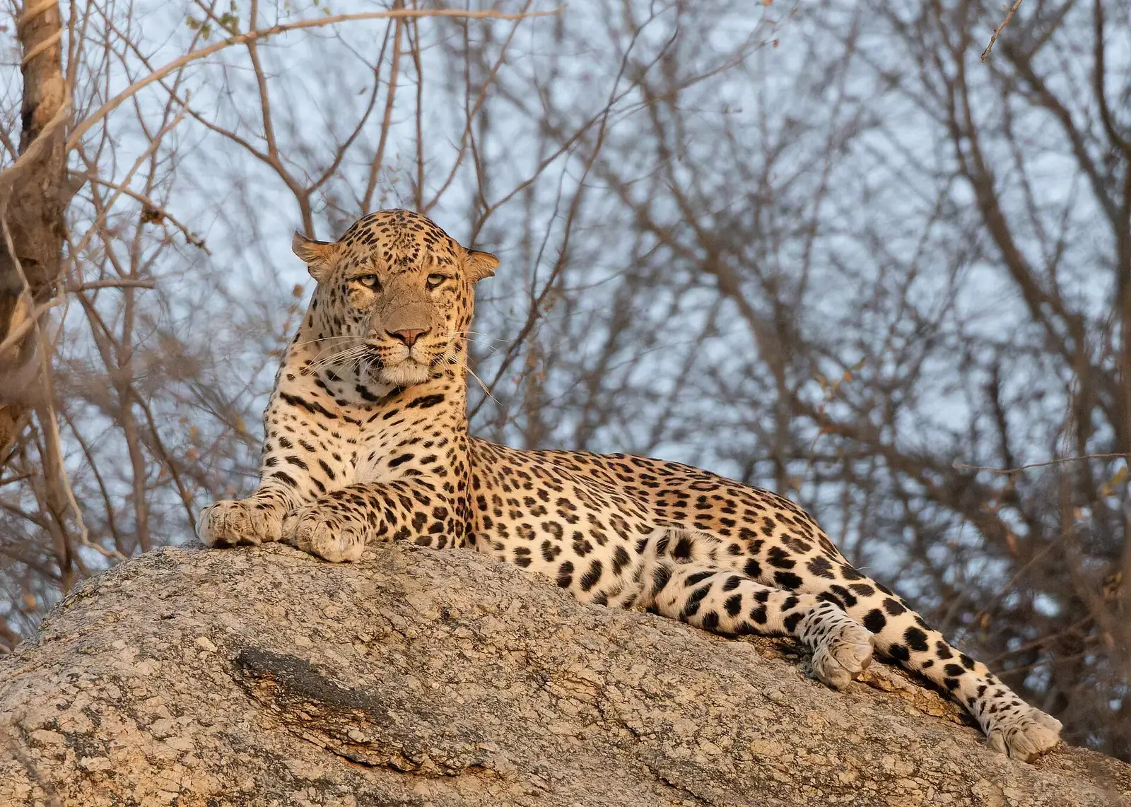 A leopard resting on a granite boulder at Jawai, Rajasthan