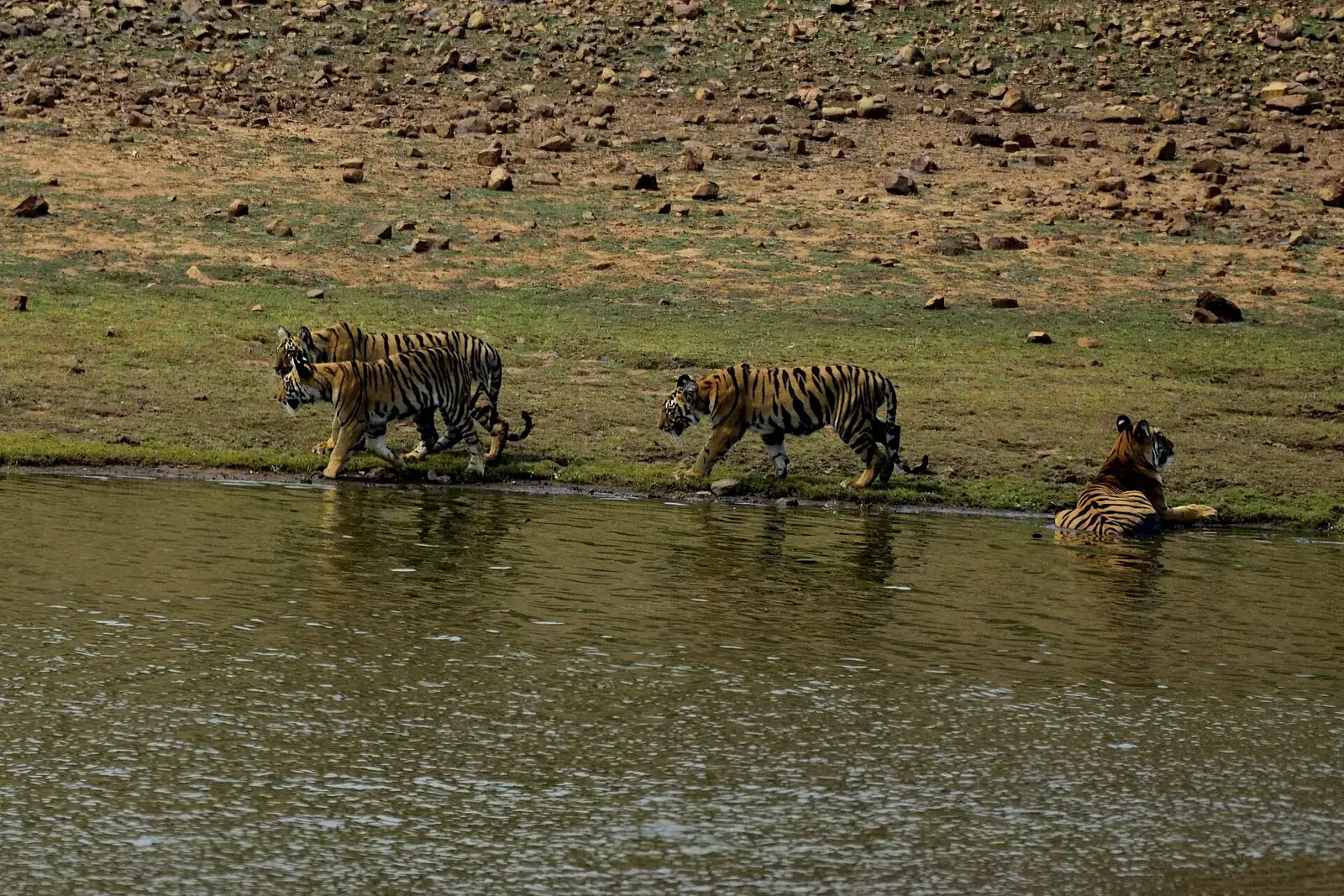 A tigress and her cubs crossing a lake in Tadoba Andhari Tiger Reserve