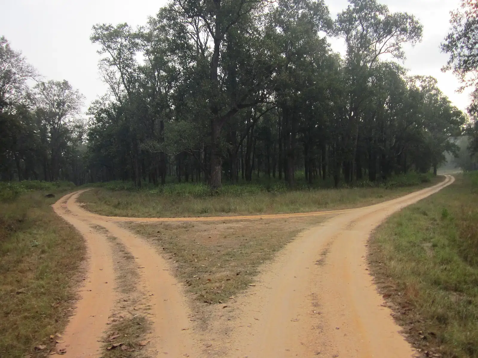 Safari tracks forking through sal forest in Kanha National Park