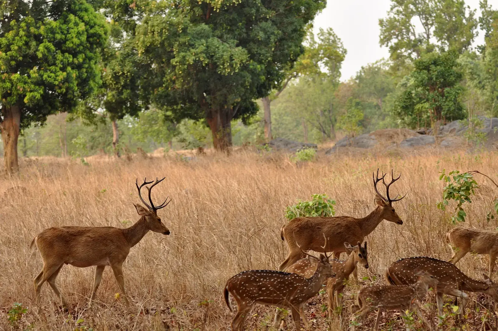 Barasingha and chital deer in golden grass in Kanha National Park