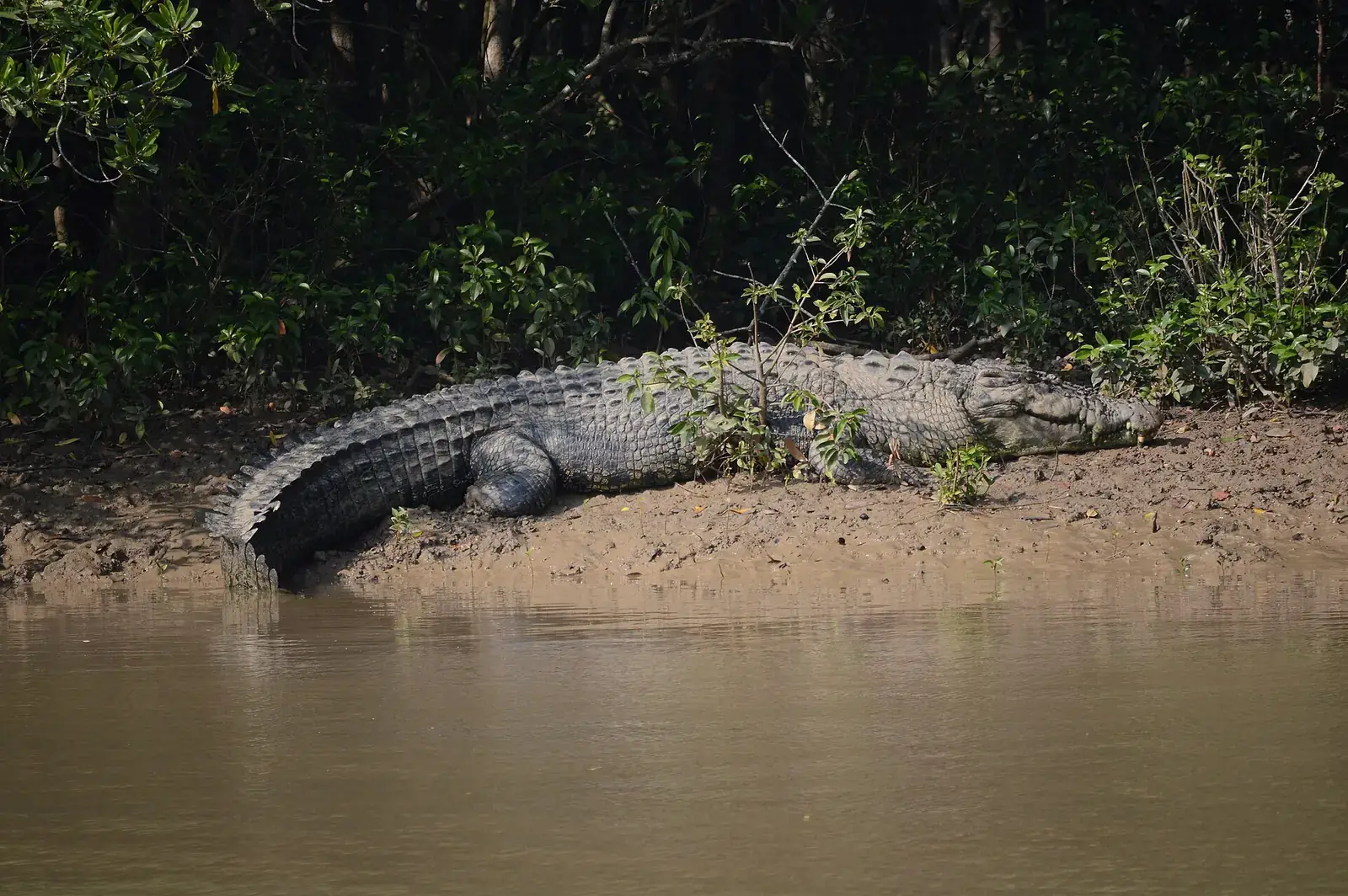 A saltwater crocodile basking on a mud bank in Bhitarkanika National Park
