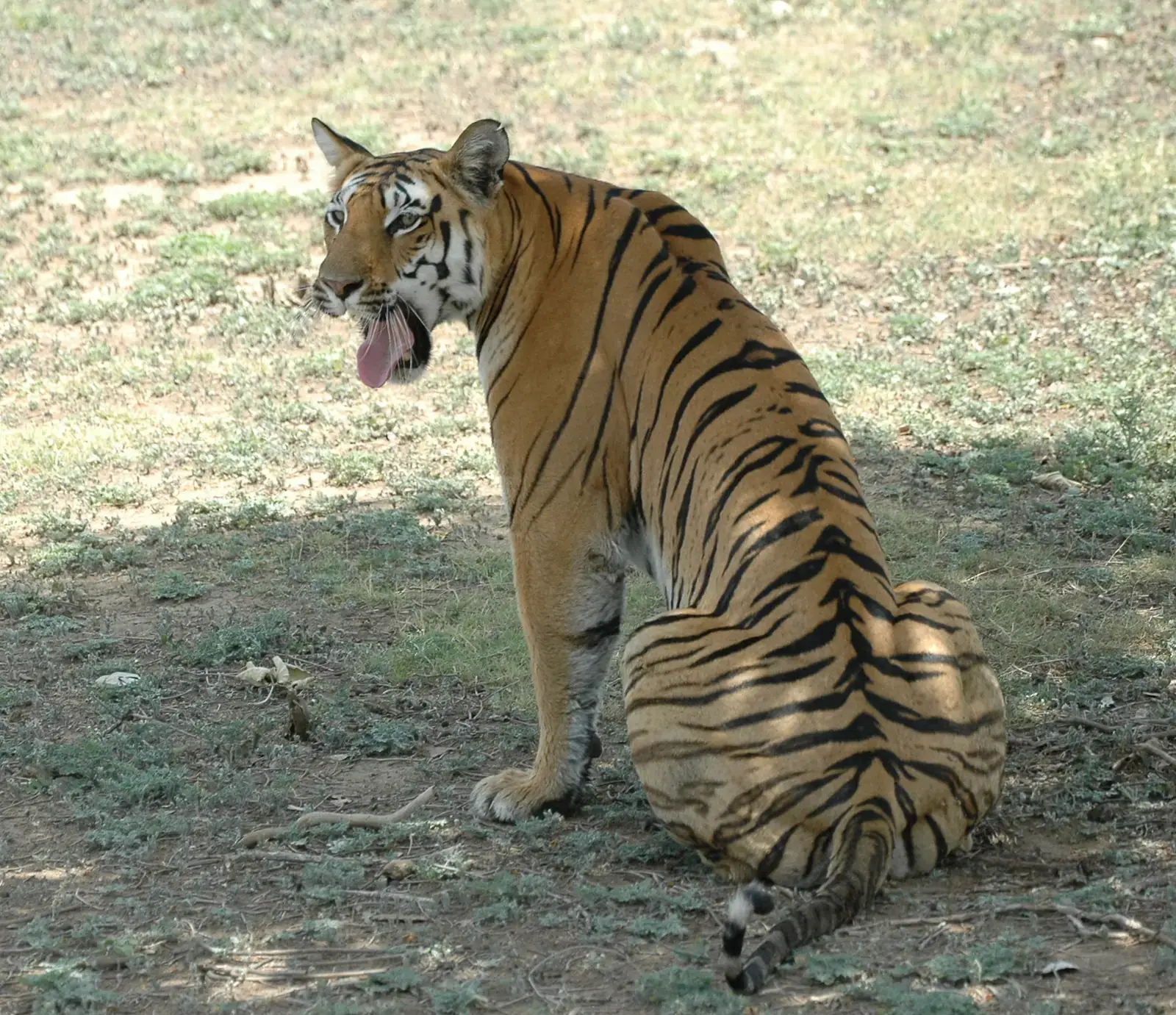 A tiger sitting in a grassy clearing in the Karmajhiri area of Pench