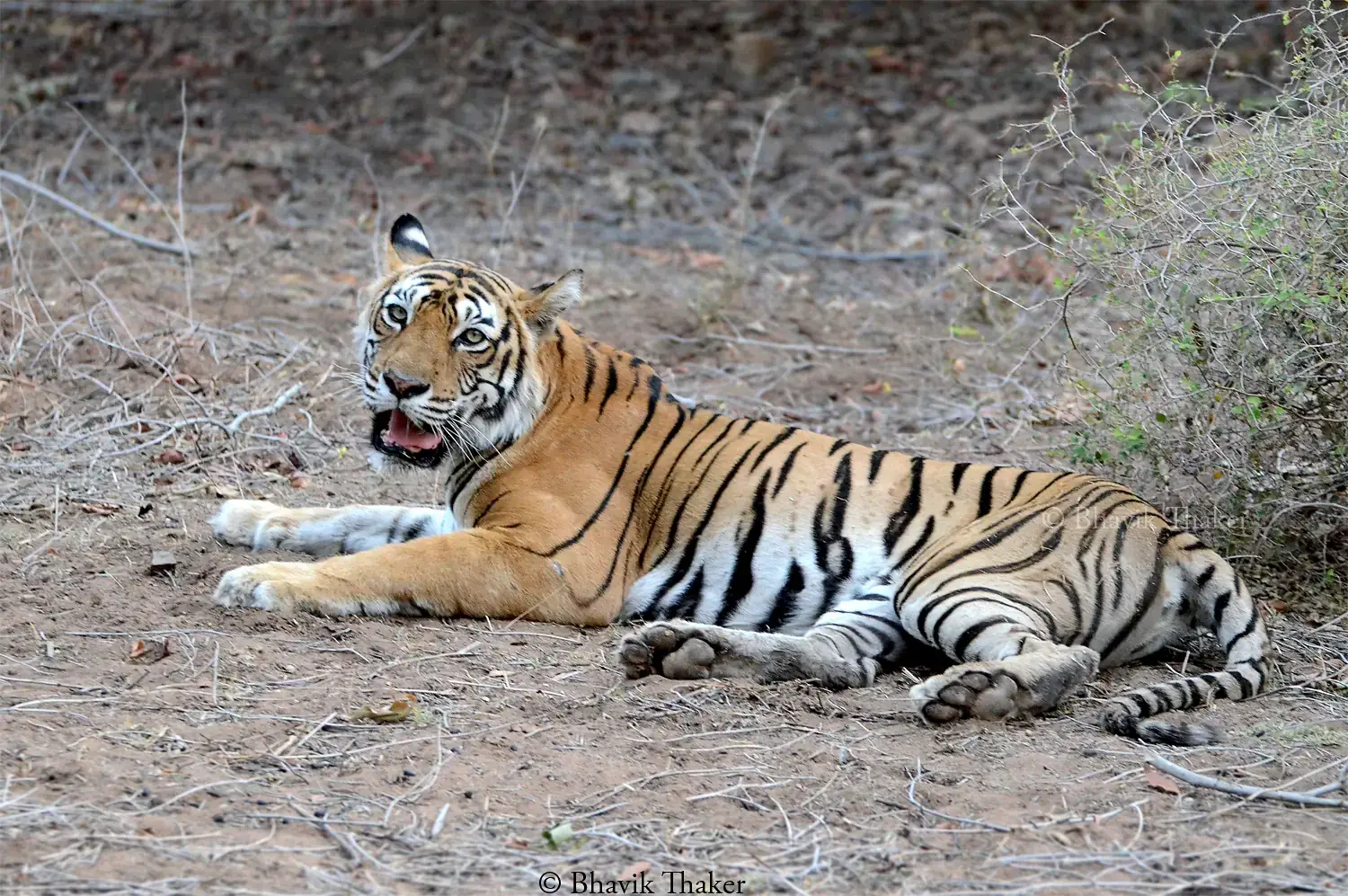 The tigress known as Machli resting on open ground in Ranthambore National Park