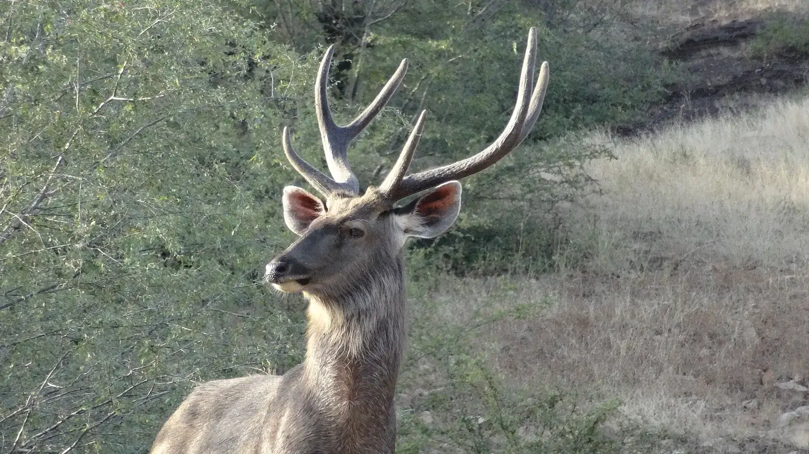 A sambar stag with large antlers in Ranthambore National Park