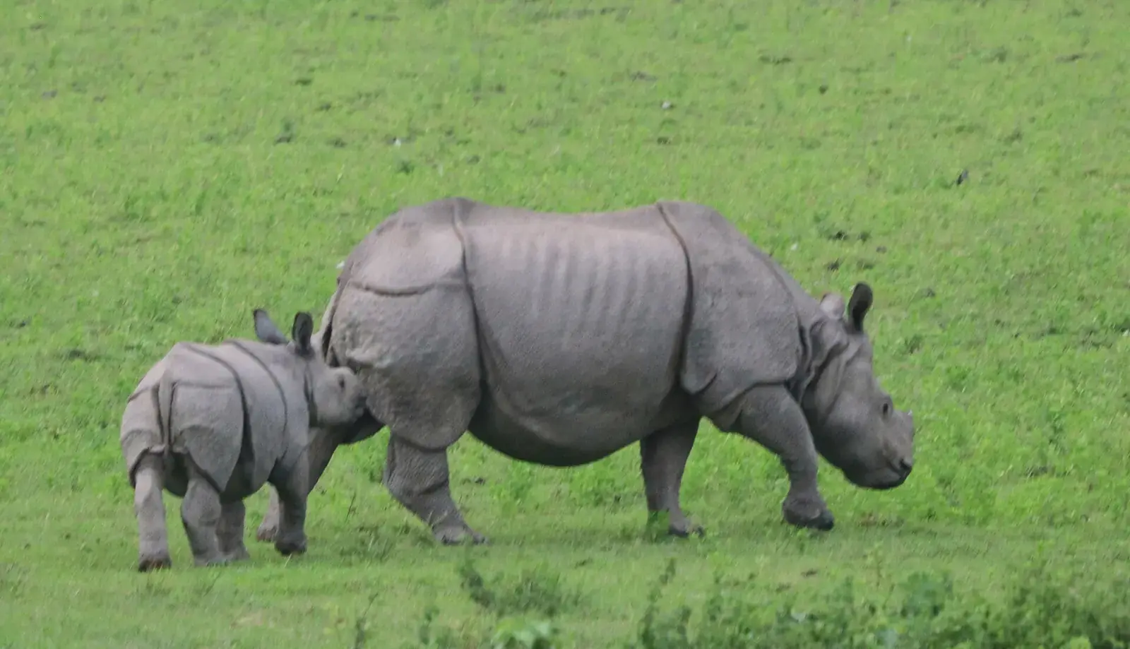 A one-horned rhino mother and calf grazing on grassland in Kaziranga National Park