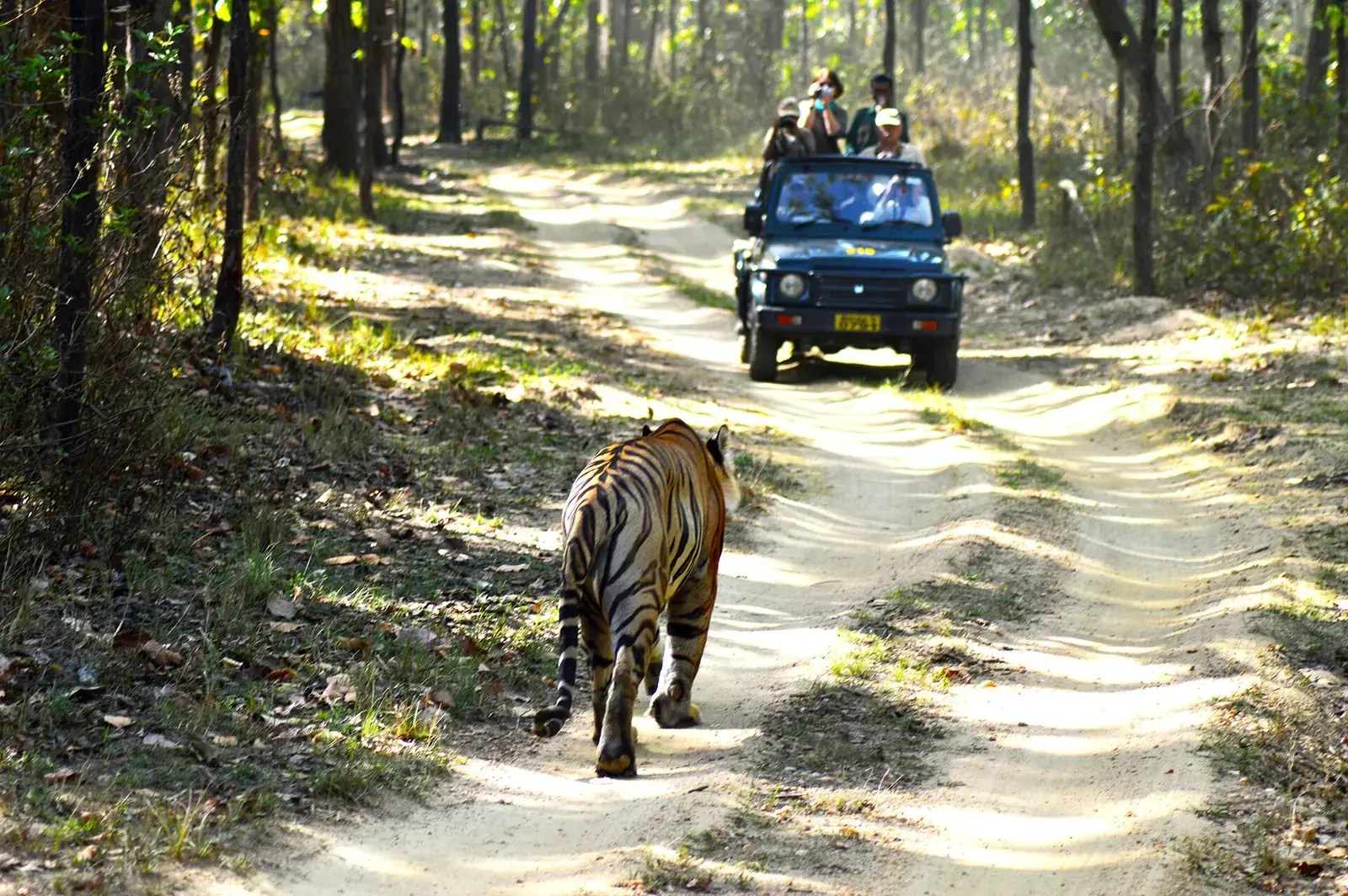 A tiger walking along a forest track ahead of a safari jeep in Kanha National Park