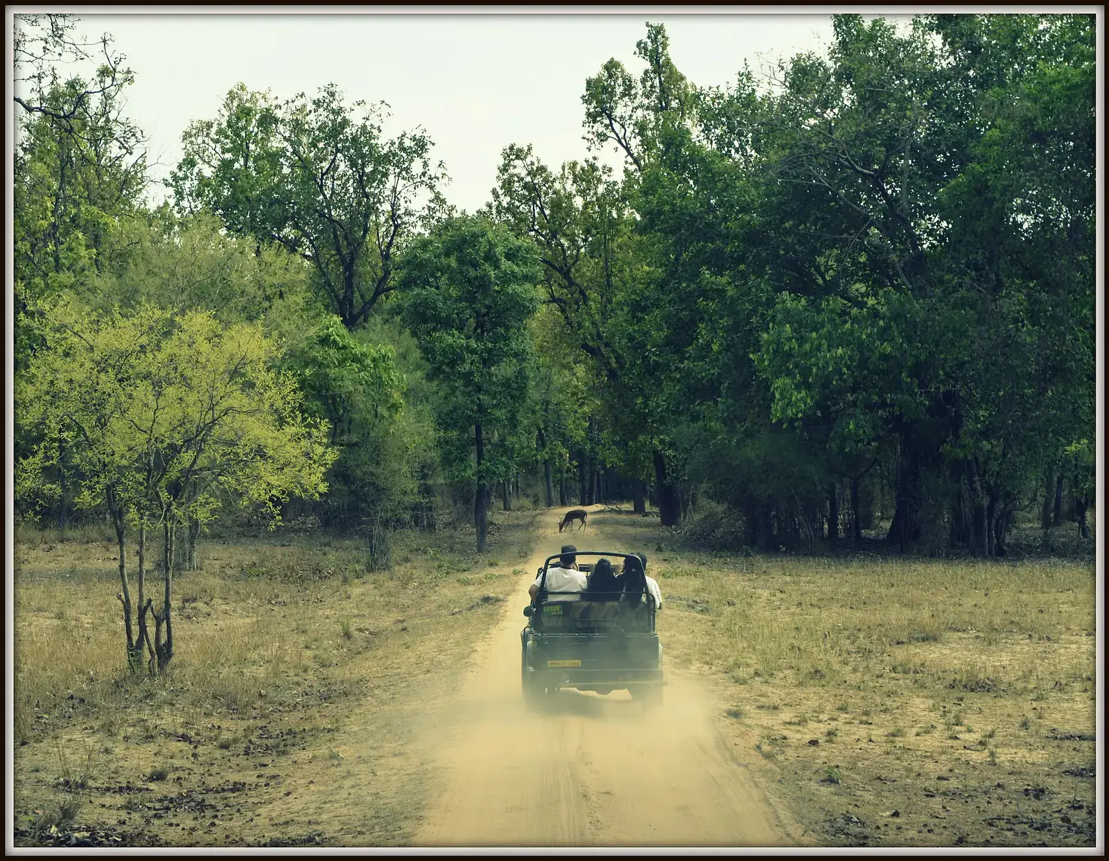 A safari jeep driving along a dusty forest track in Bandhavgarh National Park