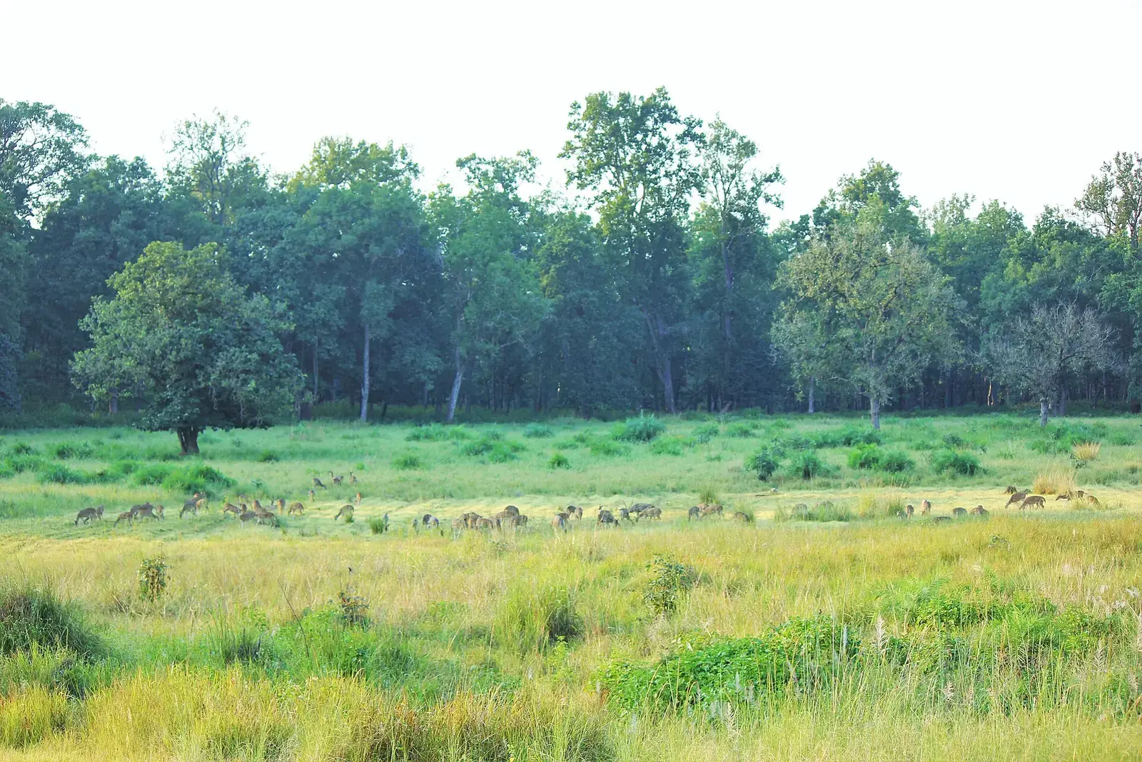 Green meadow and sal forest in Kanha National Park