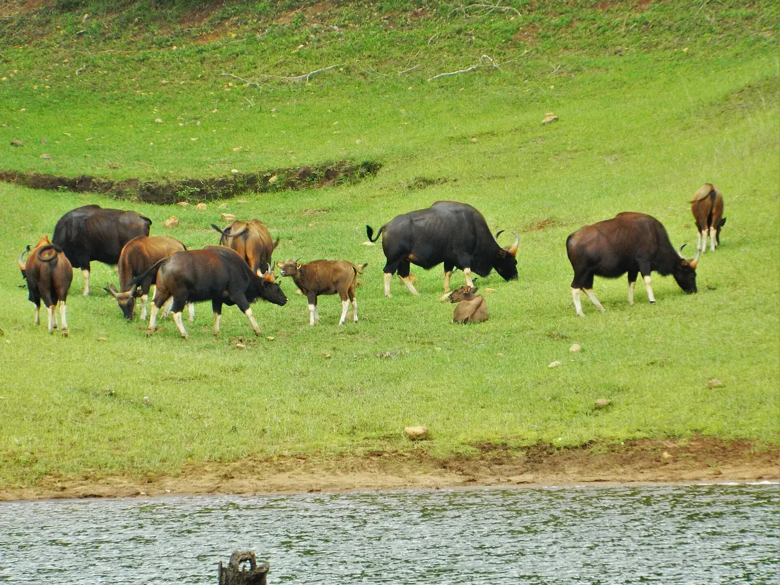 A herd of gaur grazing on the grassy lakeshore in Periyar, Kerala