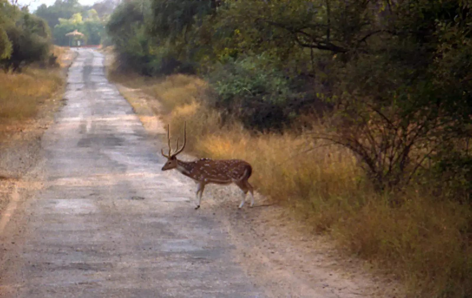 A chital stag crossing a forest road in Sariska Tiger Reserve