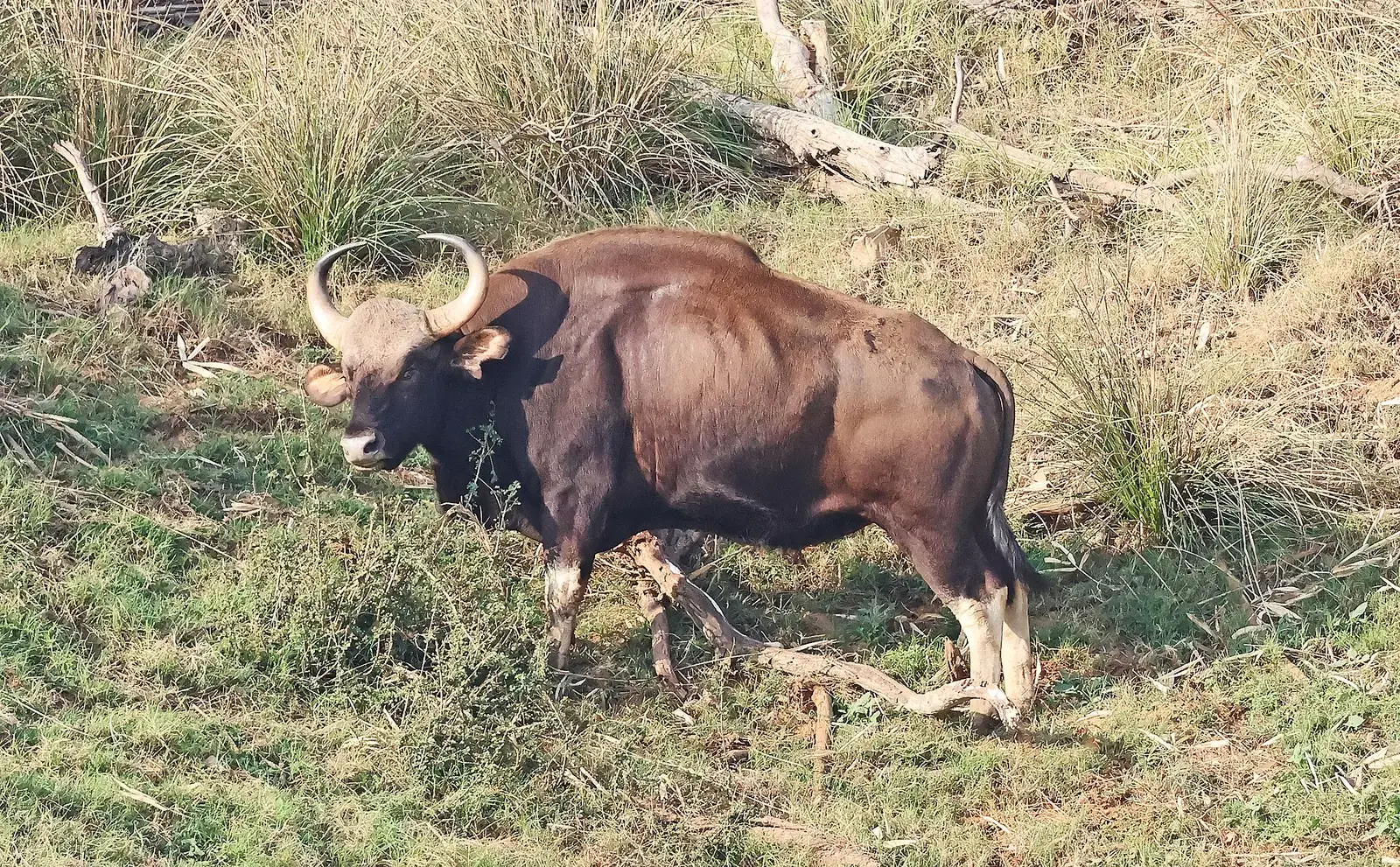 A gaur (Indian bison) grazing in grassland in Satpura National Park