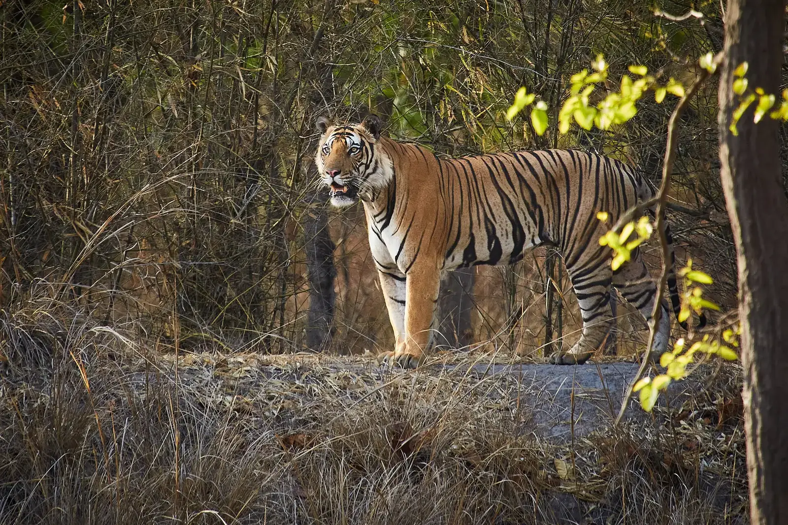 A Bengal tiger standing in dry forest in Bandhavgarh National Park