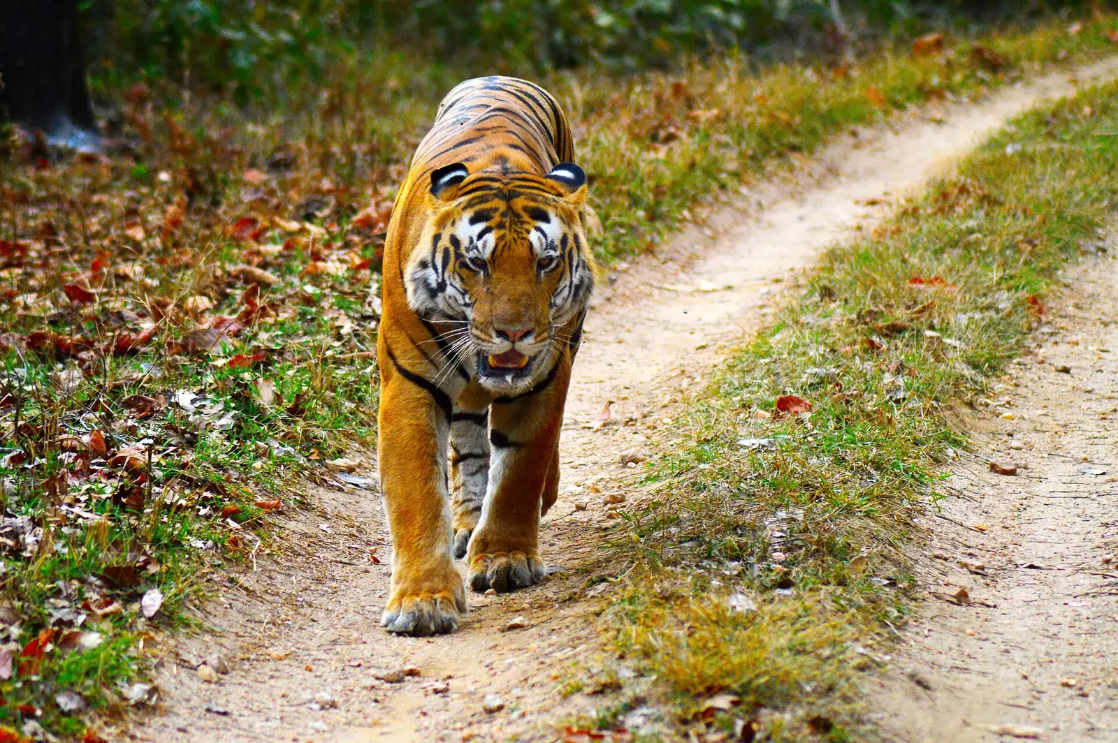 A tiger walking down a forest safari track in Kanha National Park