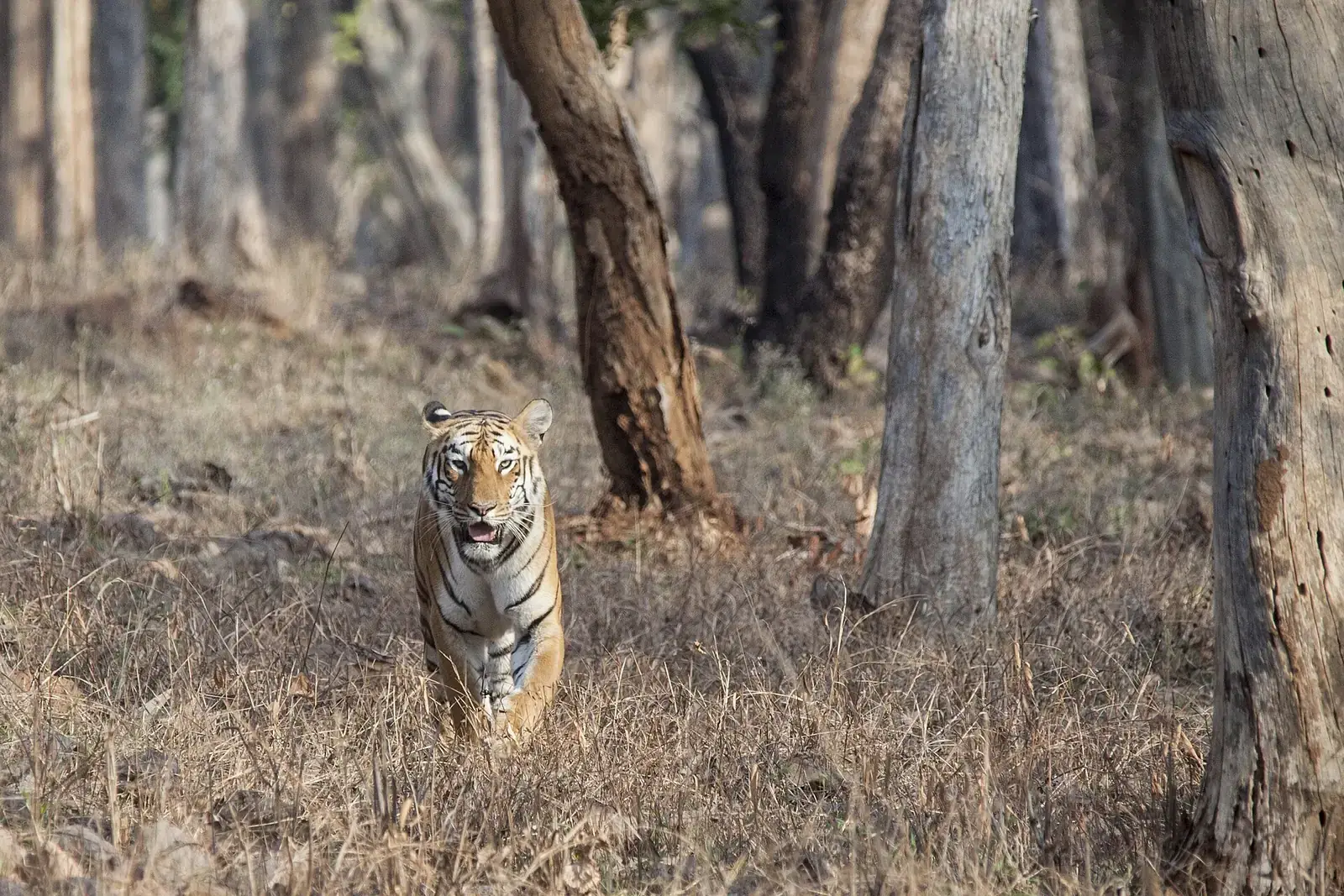 A tiger walking through dry forest in Tadoba Andhari Tiger Reserve