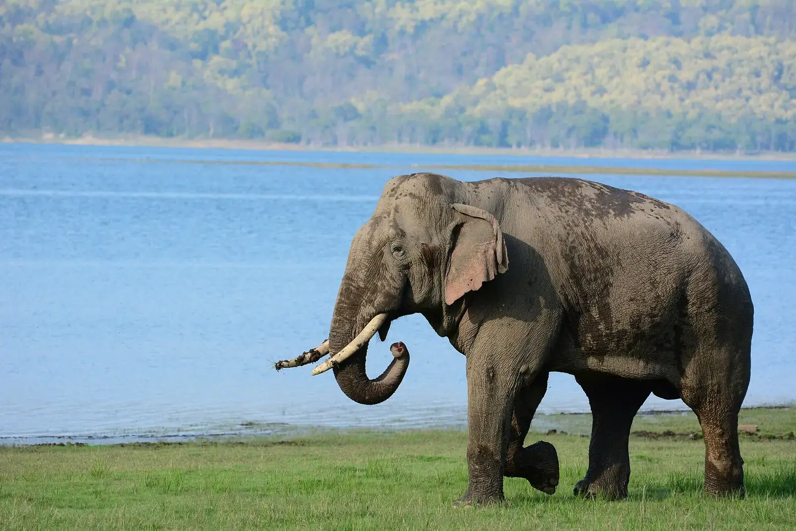 A tusker elephant by the Ramganga reservoir in Jim Corbett National Park