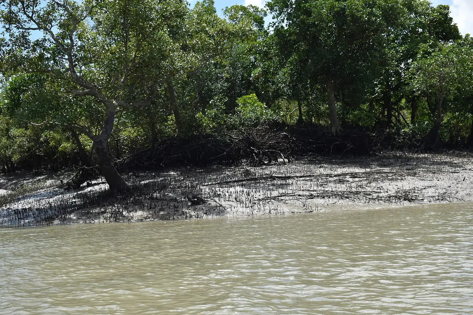 Mangrove forest on a muddy riverbank in Sundarban Tiger Reserve