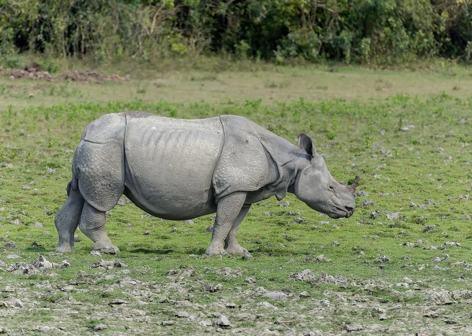 A greater one-horned rhinoceros walking across grassland in Kaziranga National Park