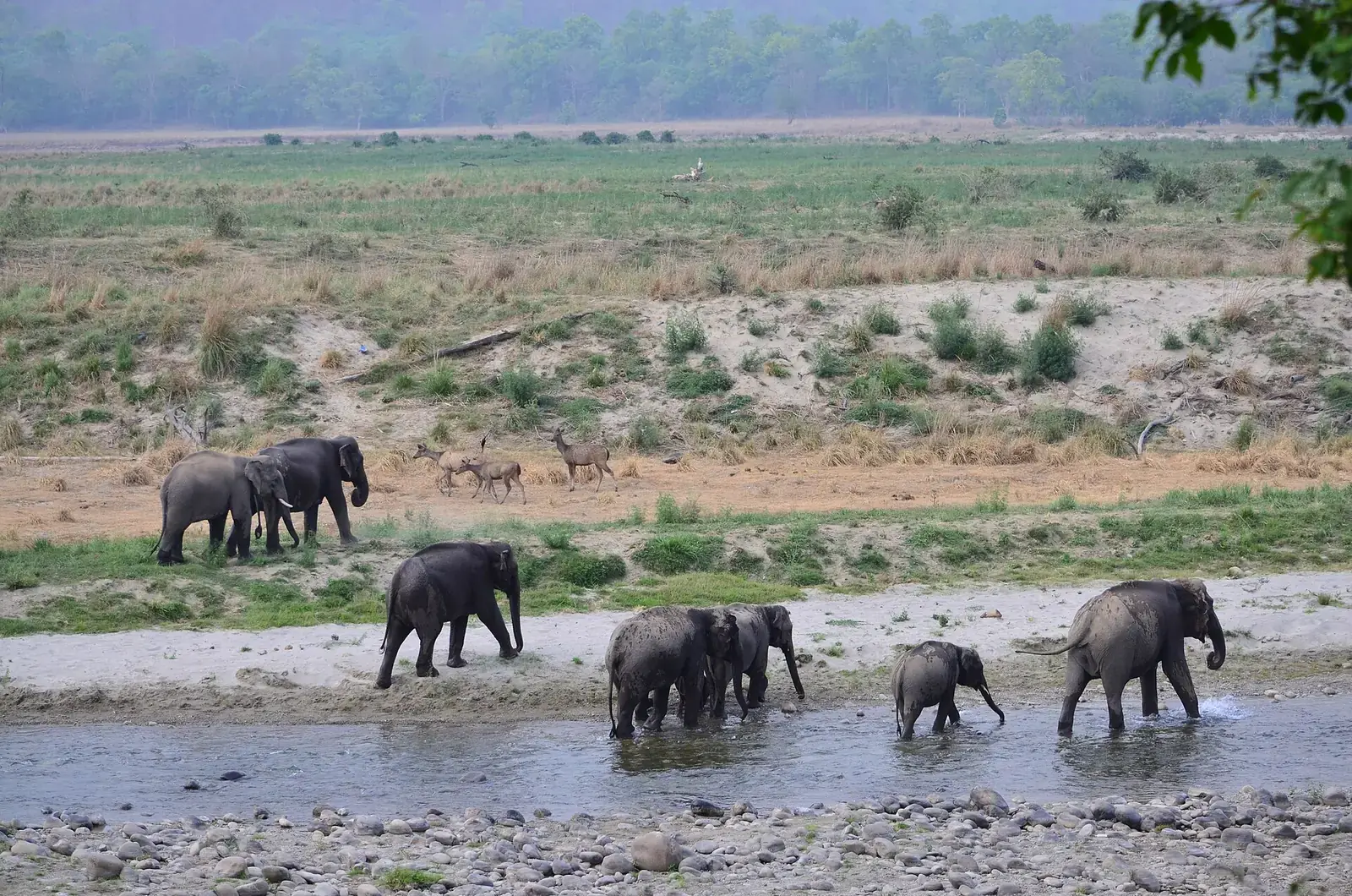 A herd of wild elephants crossing a shallow river in Jim Corbett National Park