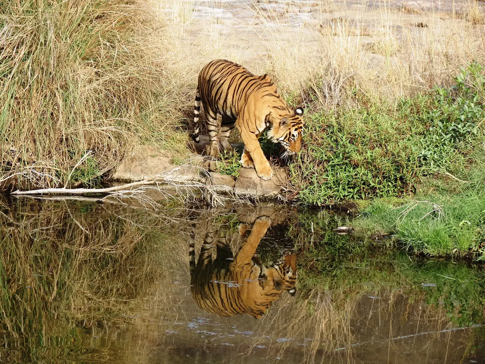 A tiger drinking at a forest pool, reflected in the water, in Ranthambore National Park